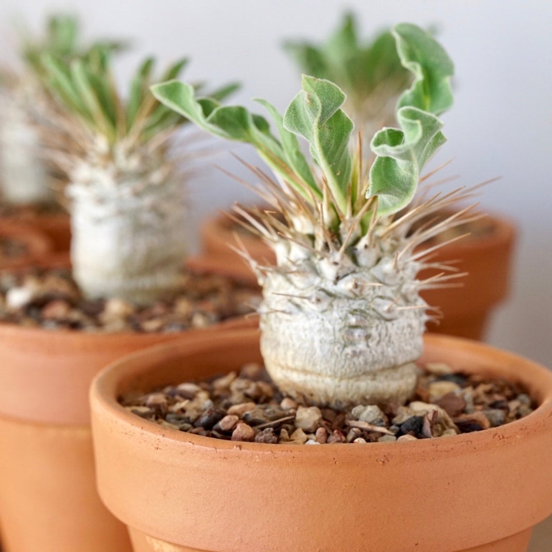 Pachypodium namaquanum | Cloud-Hidden Plants - Houseplants