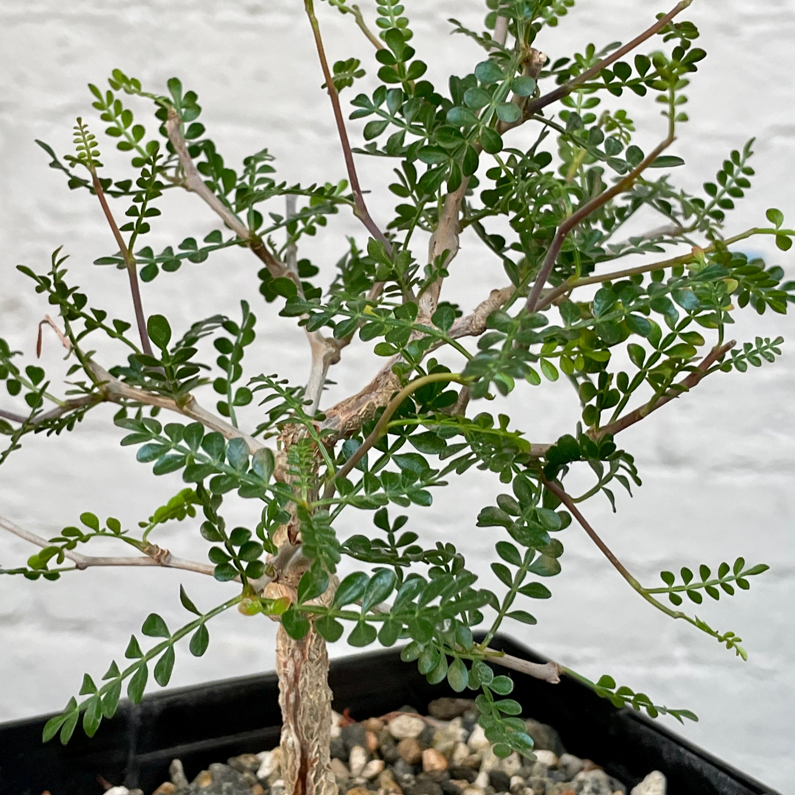 Operculicarya pachypus | Cloud-Hidden Plants - Houseplants