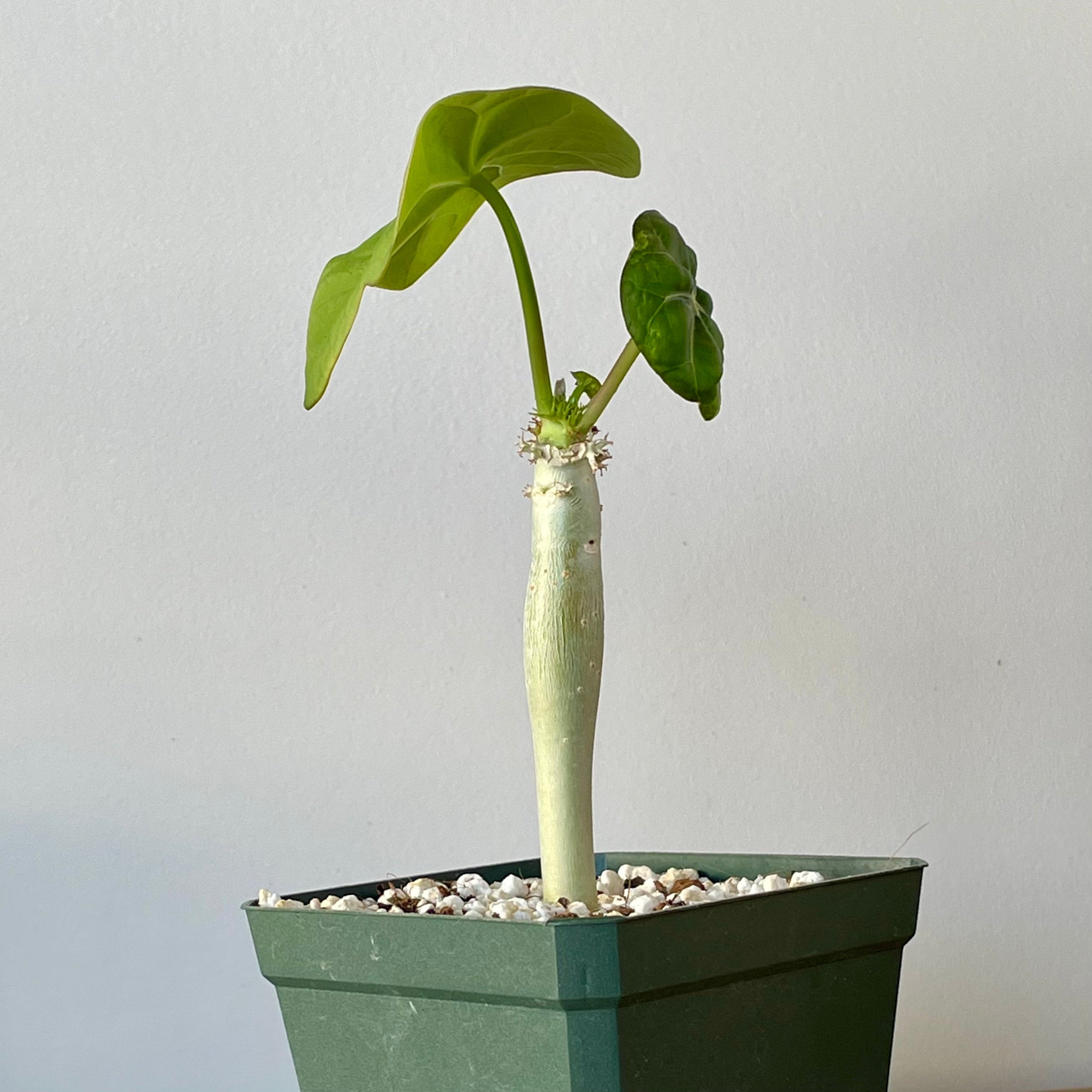 Jatropha podagrica - Buddha Belly plant | Cloud-Hidden Plants -  Houseplants, Succulent Bonsai & Caudex San Francisco