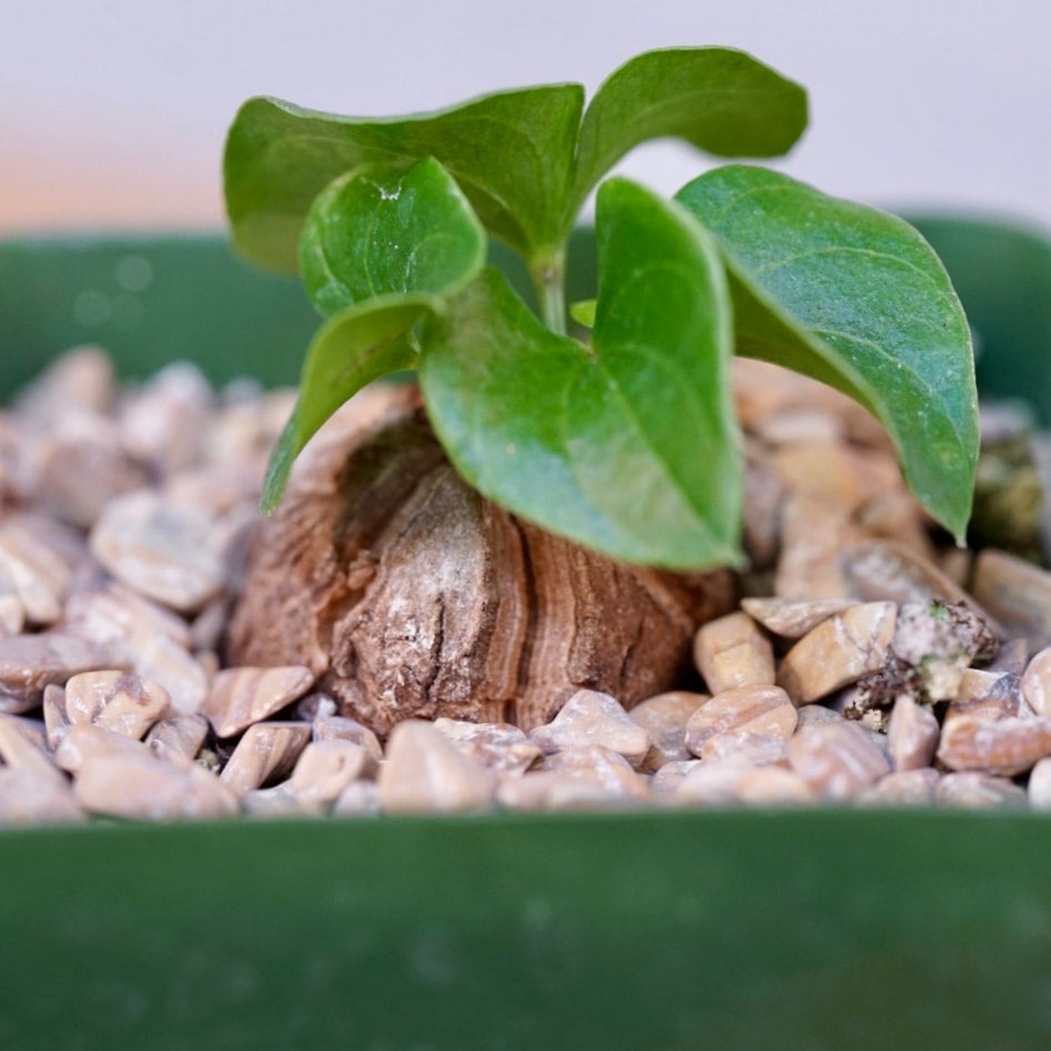 Dioscorea elephantipes | Cloud-Hidden Plants - Houseplants