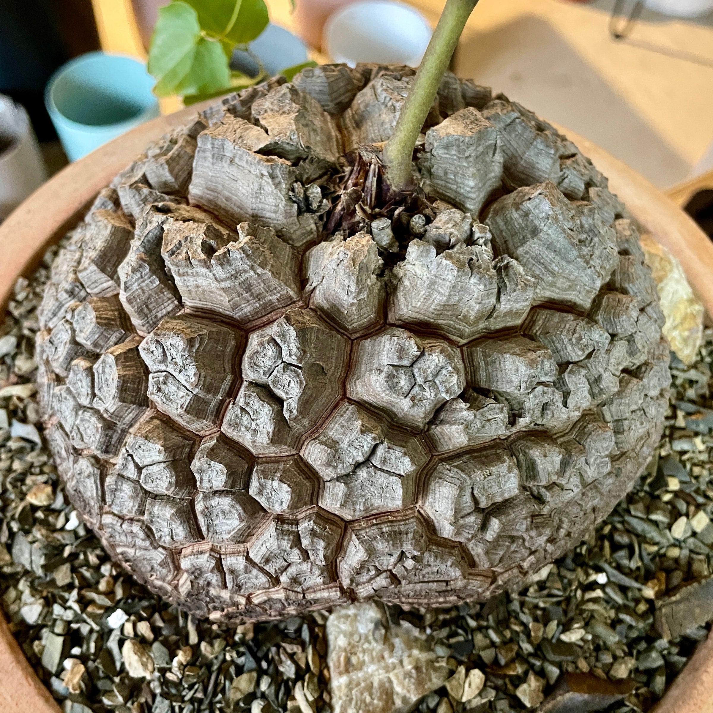 r*n様 大株★Dioscorea elephantipes 11cm アフリカ Large Dioscorea elephantipes specimen April 2025 | Cloud-Hidden