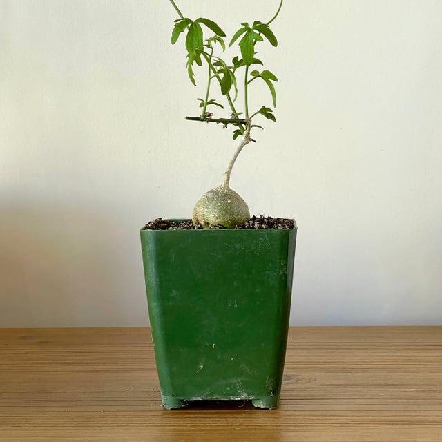 Caudex Plants | Cloud-Hidden Plants - Houseplants, Succulent