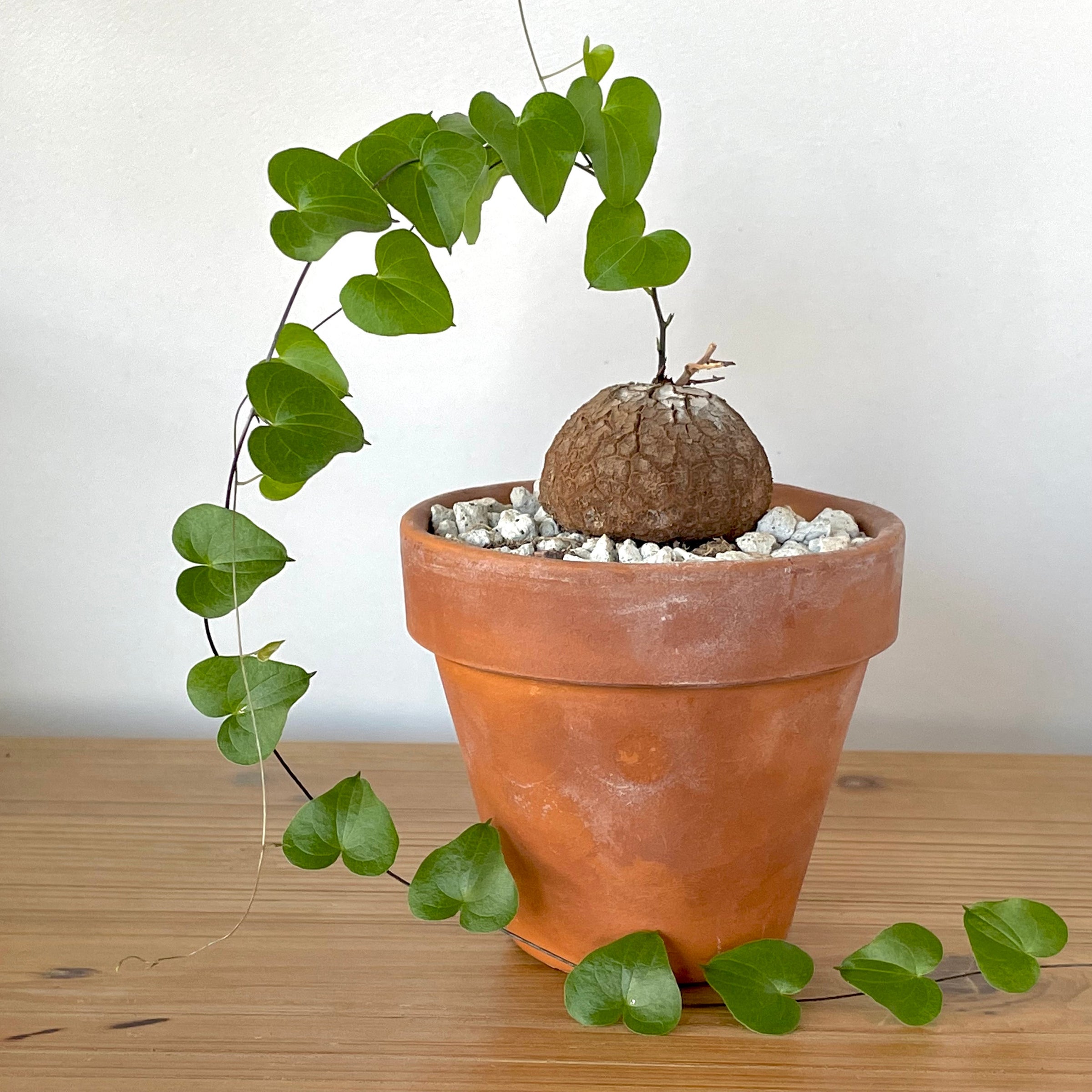 Dioscorea elephantipes 2 Inch caudex | Cloud-Hidden Plants - Houseplants,  Succulent Bonsai & Caudex San Francisco
