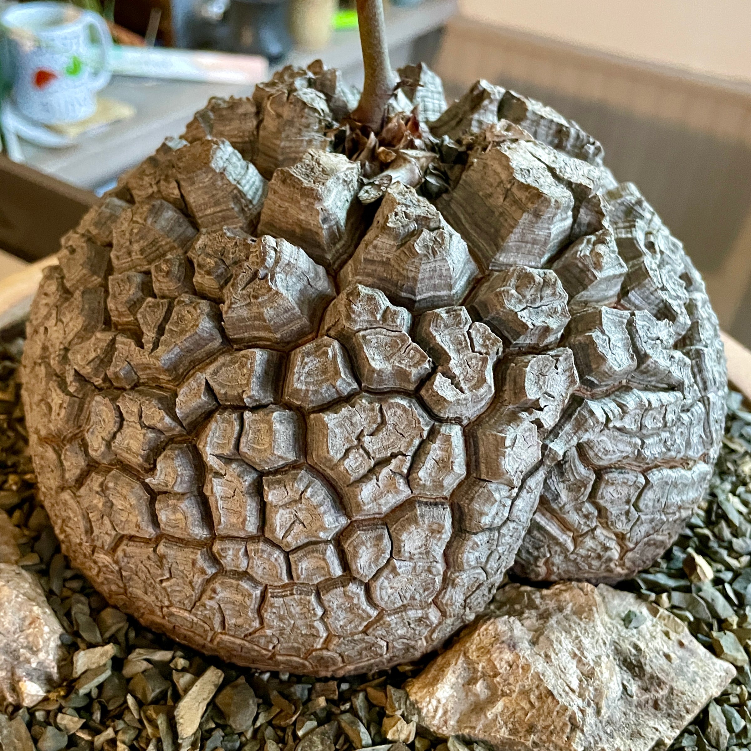 Large Dioscorea elephantipes specimen April 2025 | Cloud-Hidden