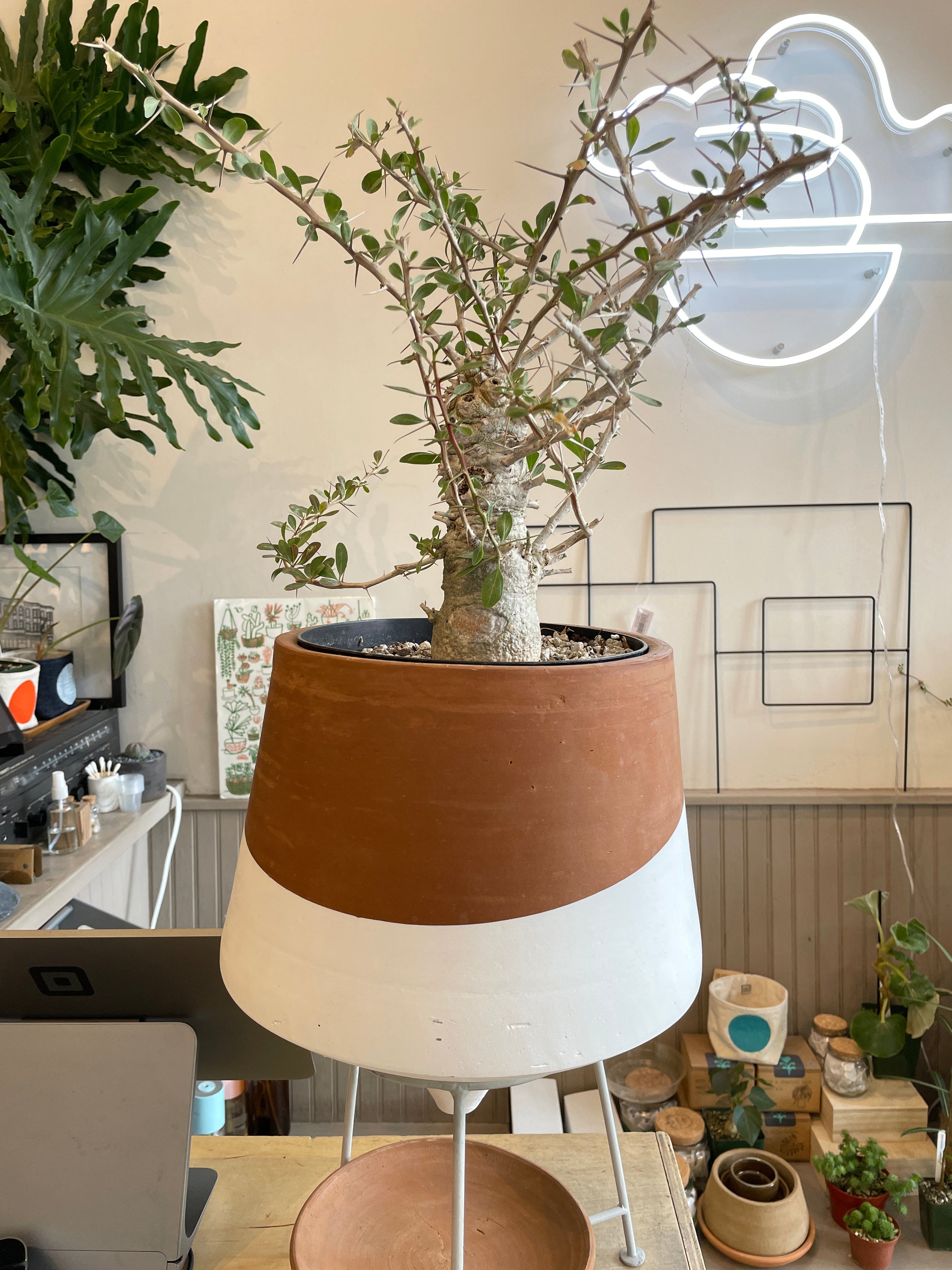 Large Boojum Fouquieria columnaris - 8 Inch Pot | Cloud-Hidden