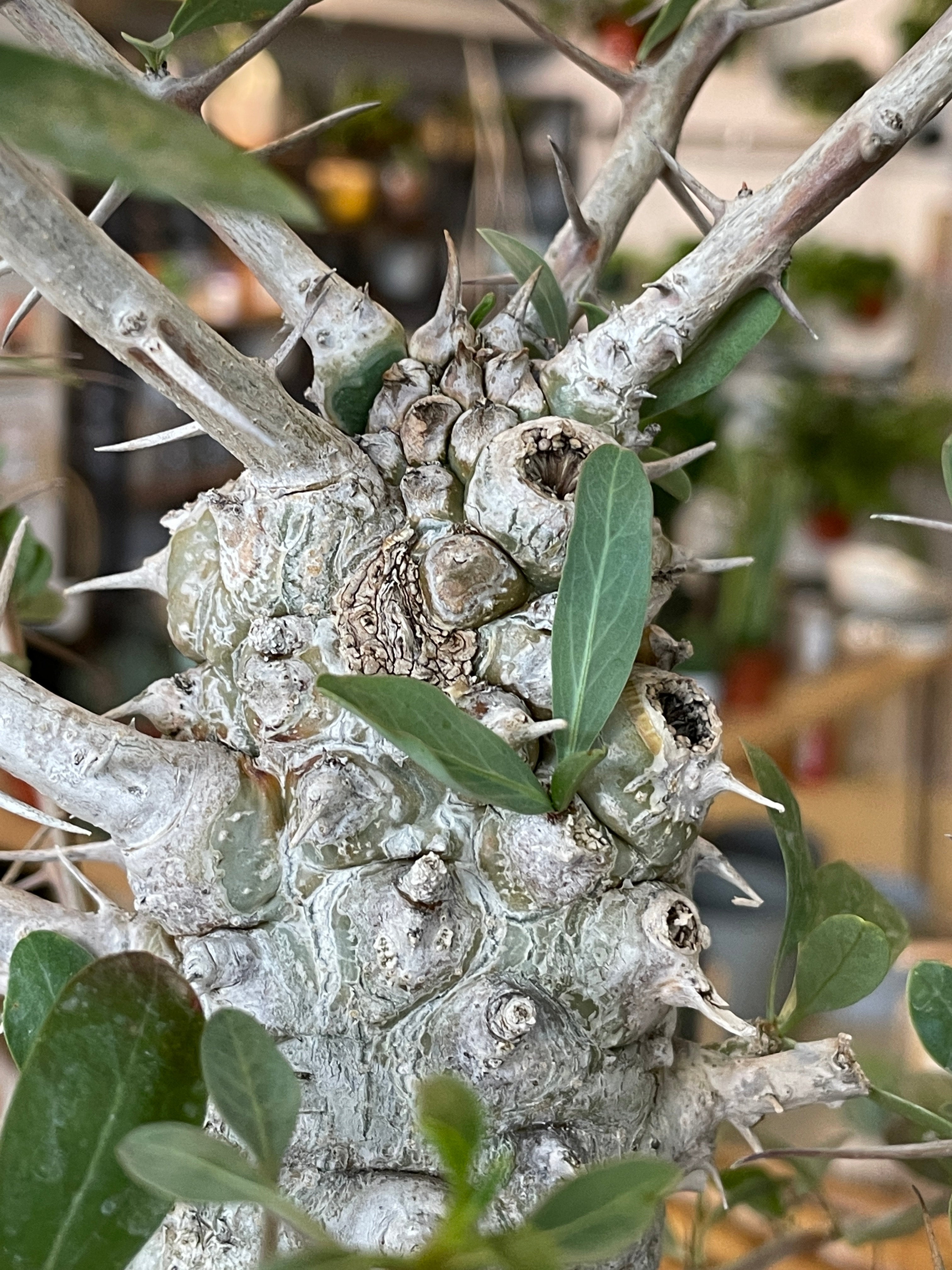 Large Boojum Fouquieria columnaris - 8 Inch Pot | Cloud-Hidden