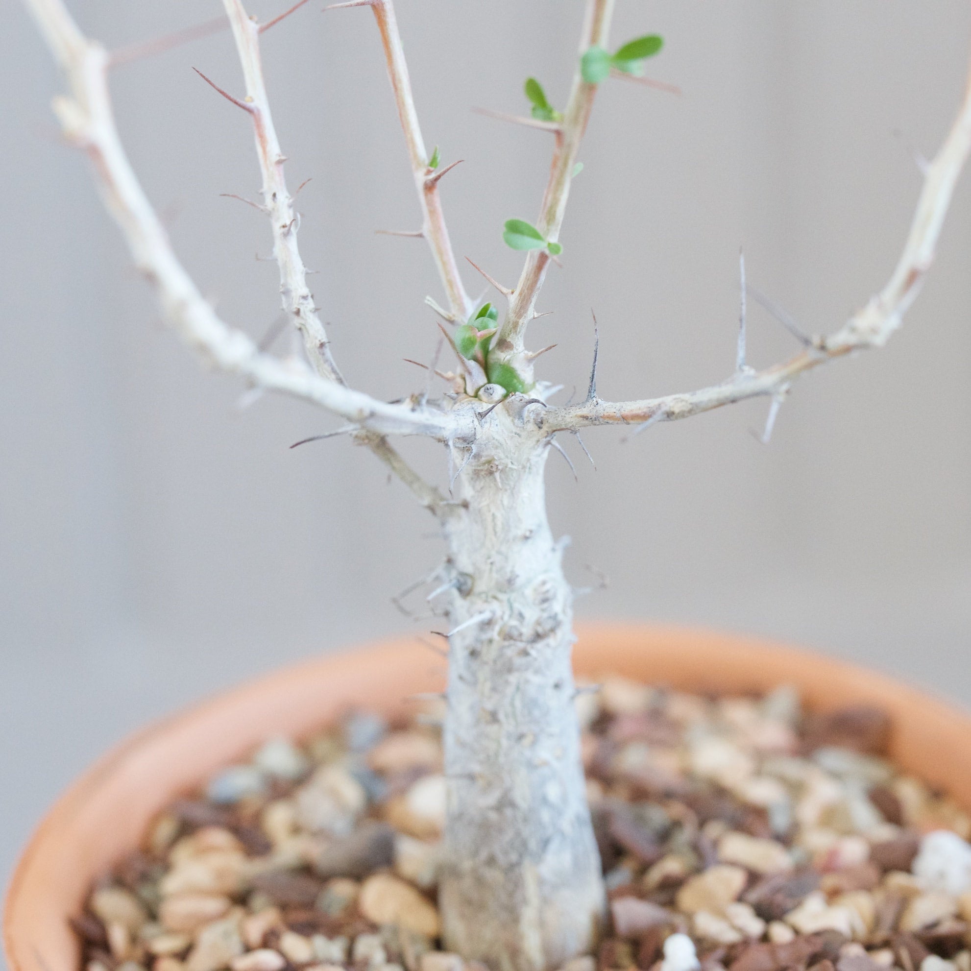Fouquieria columnaris - Boojum Tree | Cloud-Hidden Plants