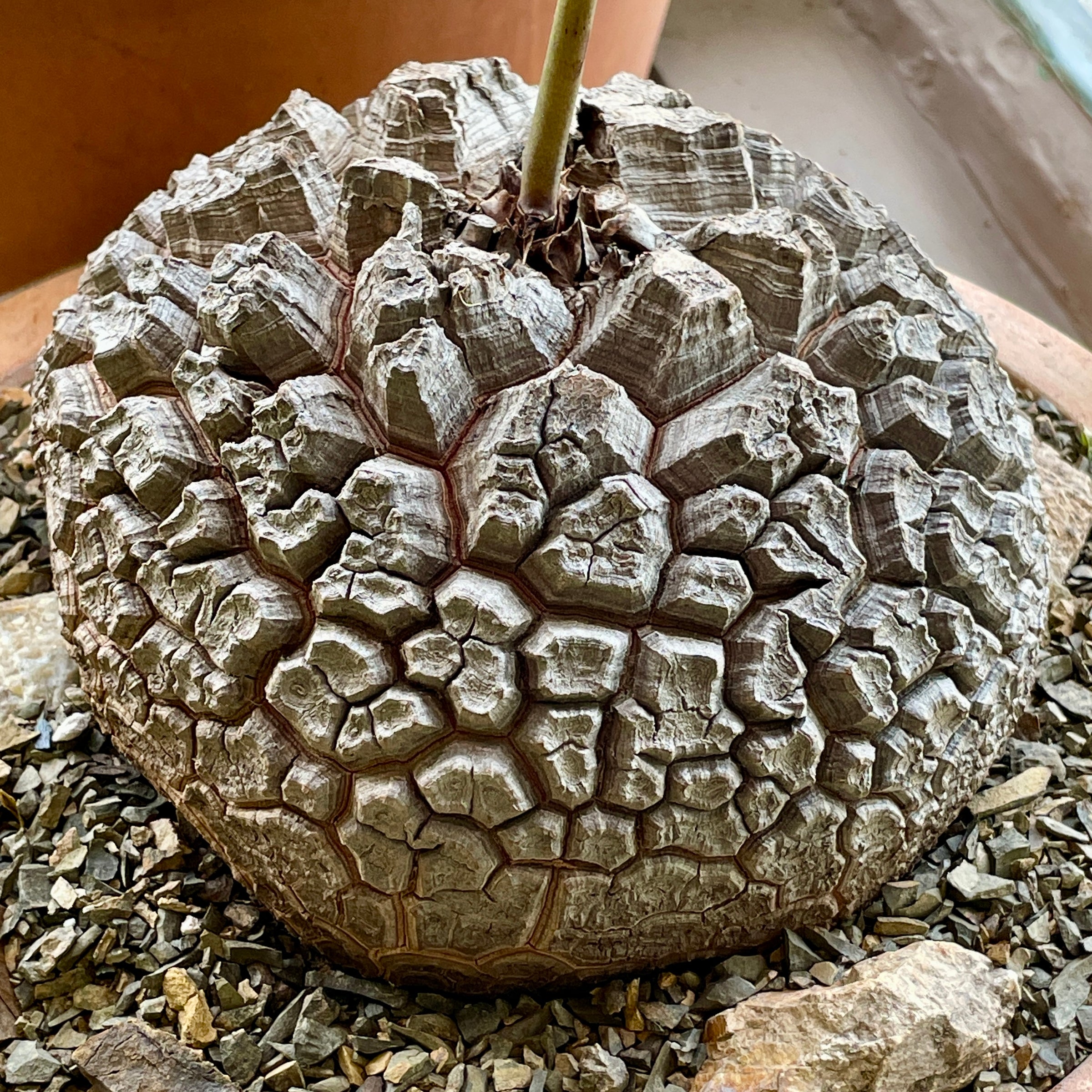 Large Dioscorea elephantipes specimen April 2025 | Cloud-Hidden