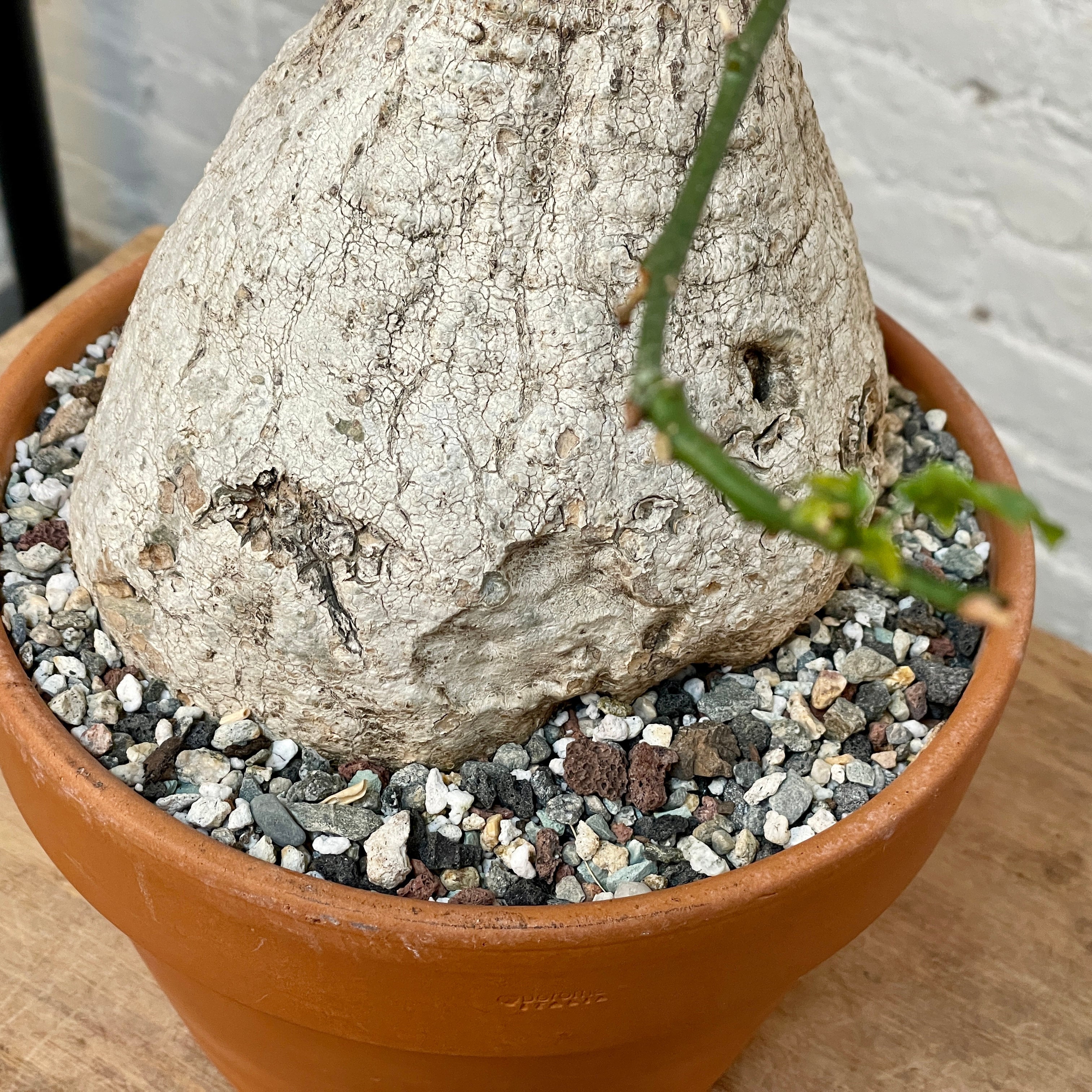 Adenia viridiflora | Cloud-Hidden Plants - Houseplants, Succulent