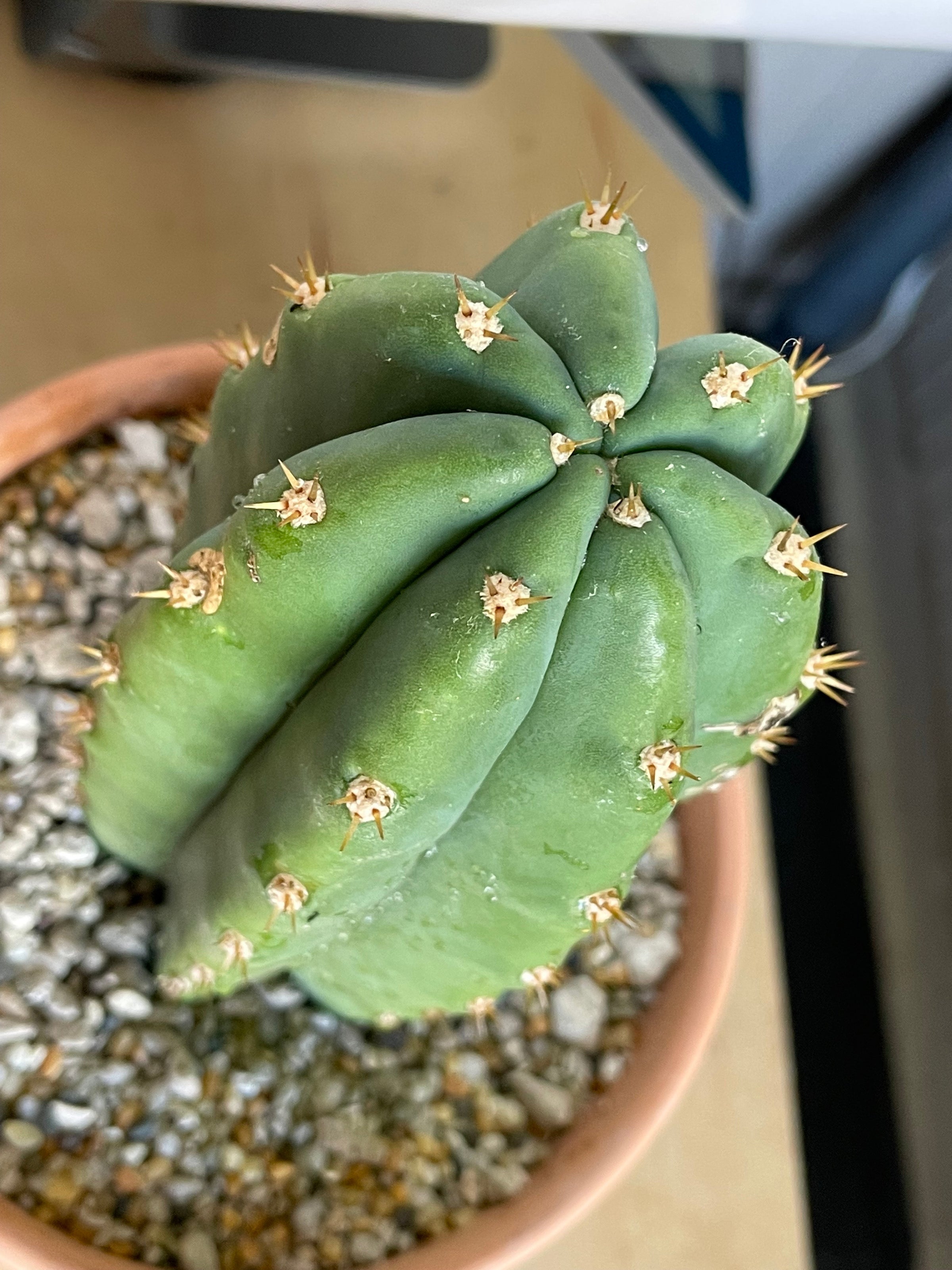 San Pedro (Echinopsis pachanoi) Cactus | Cloud-Hidden Plants - Houseplants,  Succulent Bonsai & Caudex San Francisco