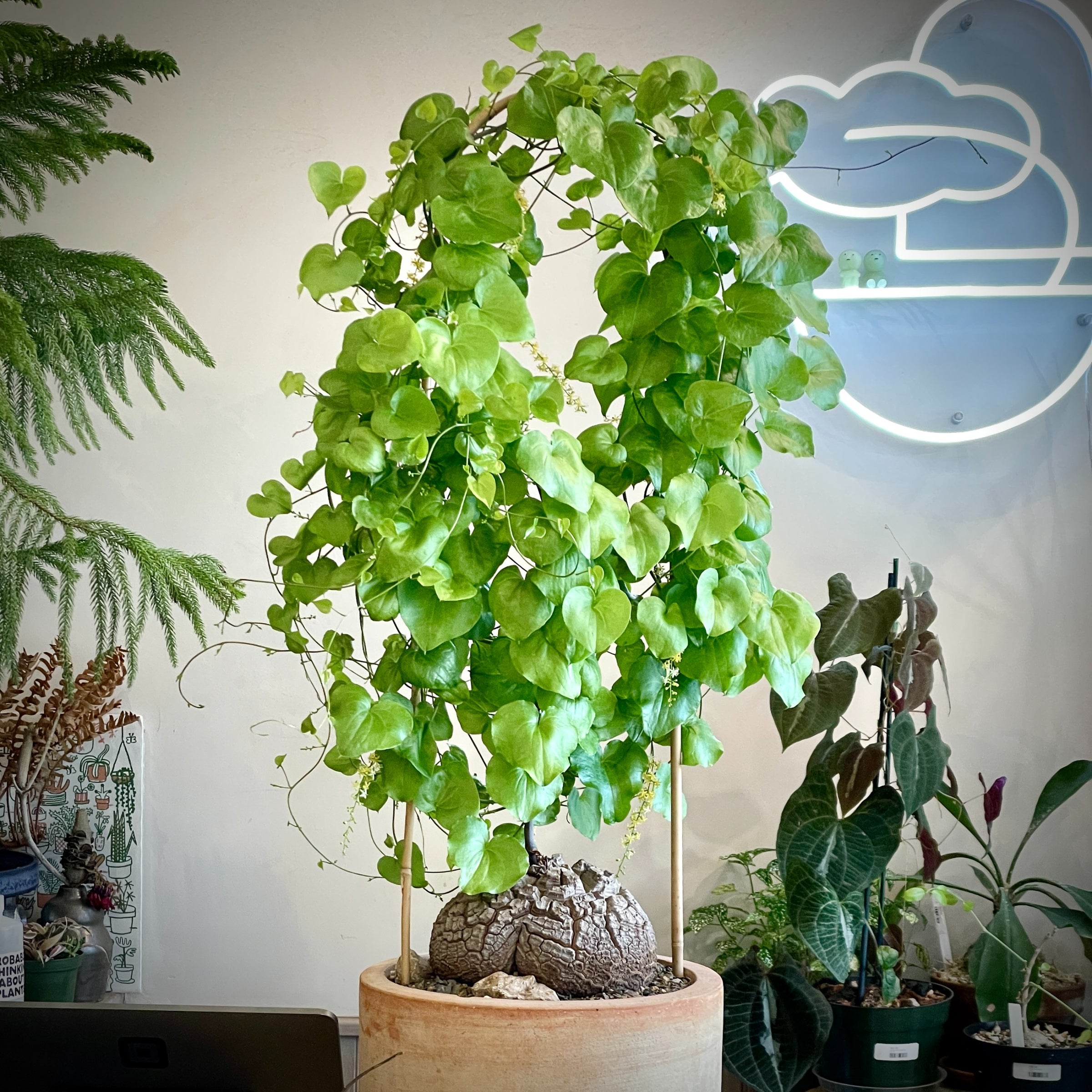 Large Dioscorea elephantipes specimen April 2025 | Cloud-Hidden