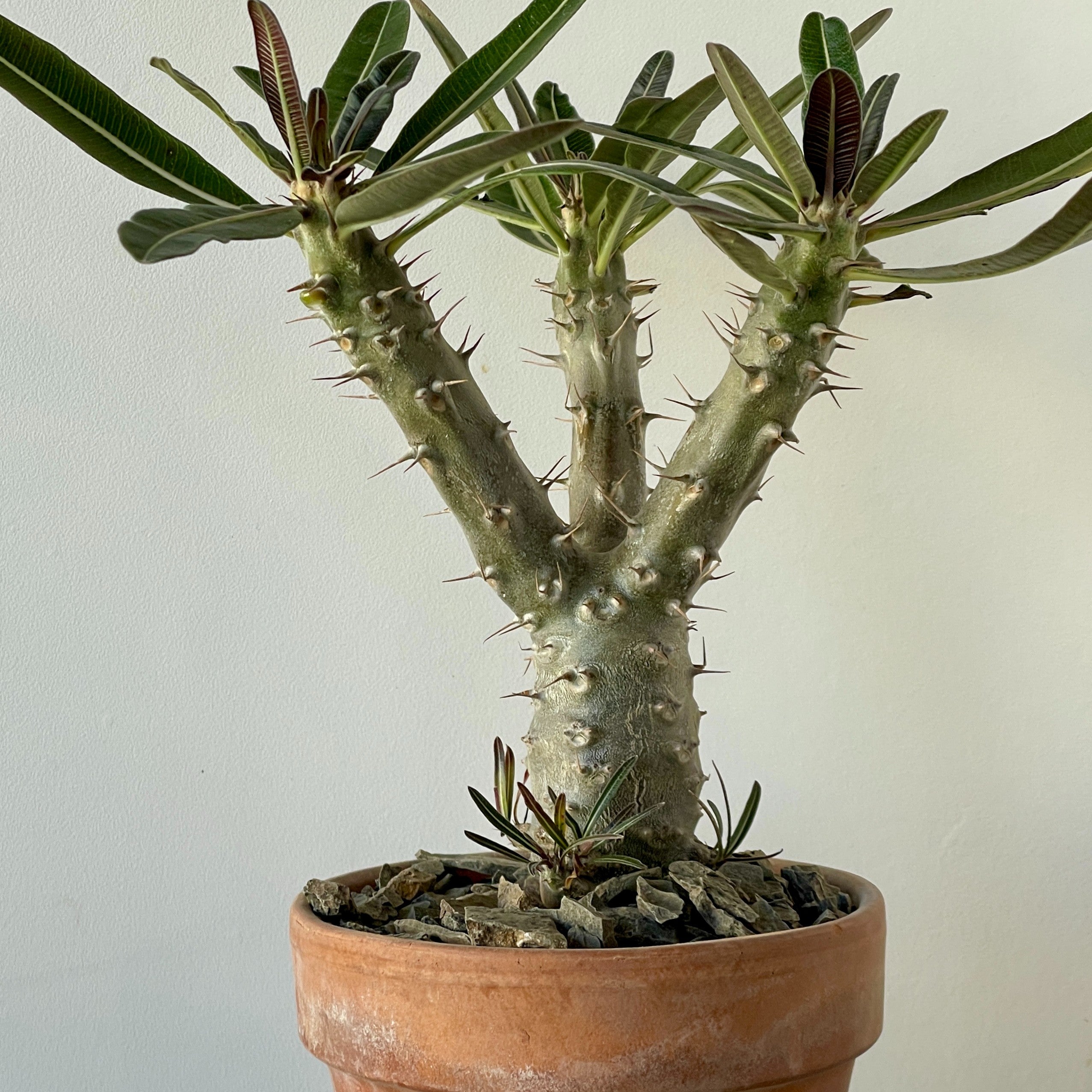 Pachypodium rosulatum gracilus for sale San Francisco | Cloud