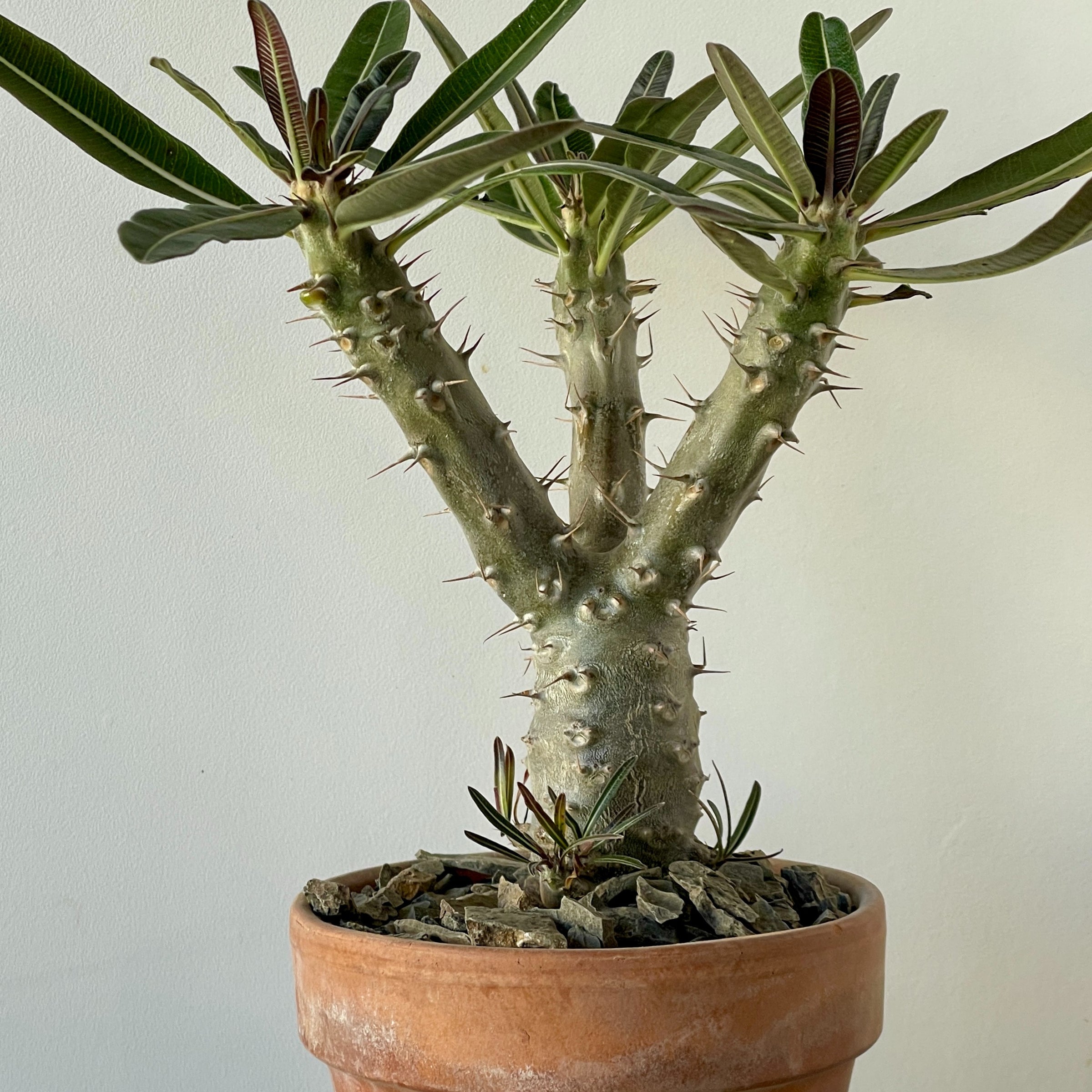 Pachypodium rosulatum gracilus for sale San Francisco | Cloud