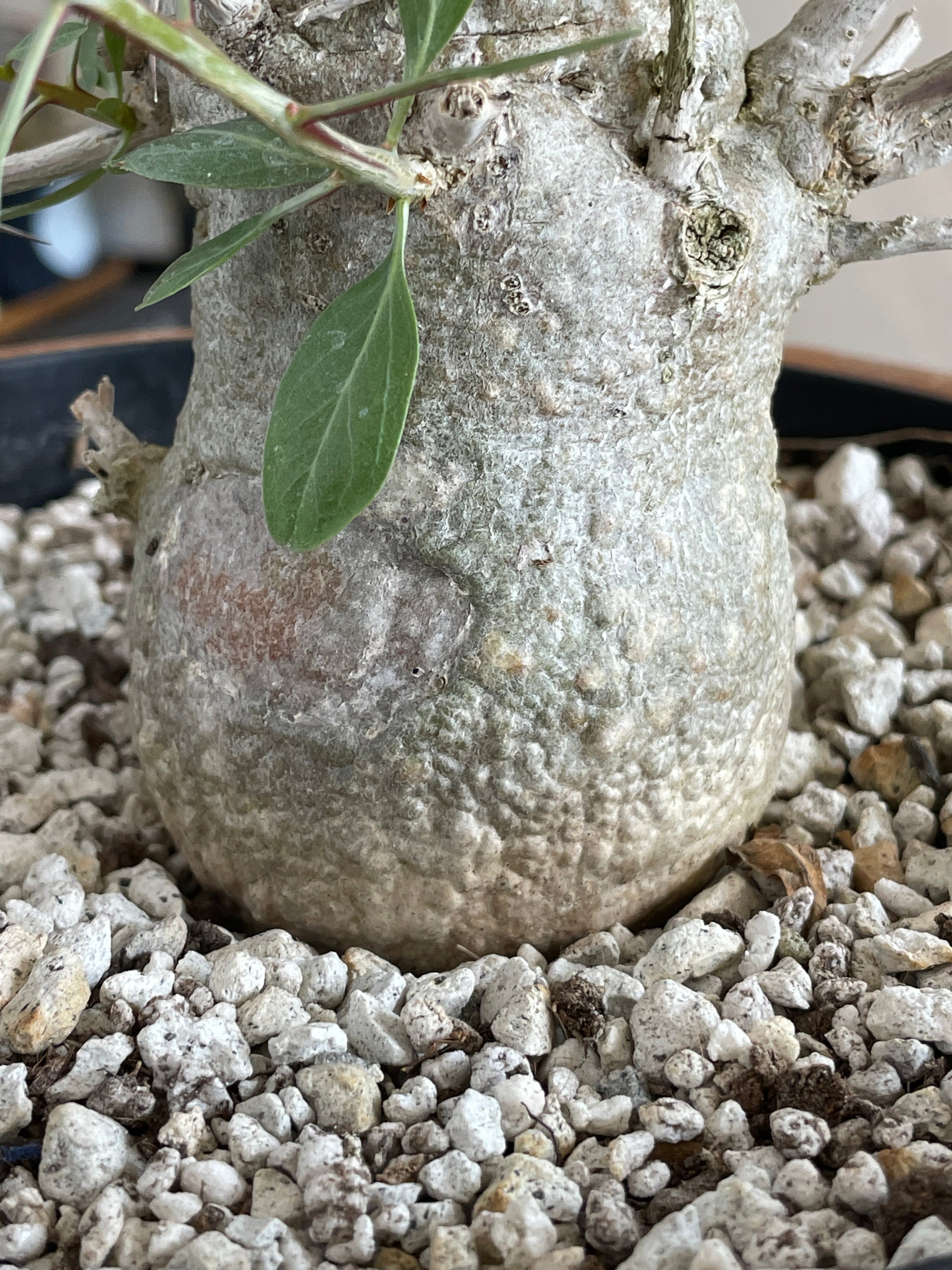 Large Boojum Fouquieria columnaris - 8 Inch Pot | Cloud-Hidden