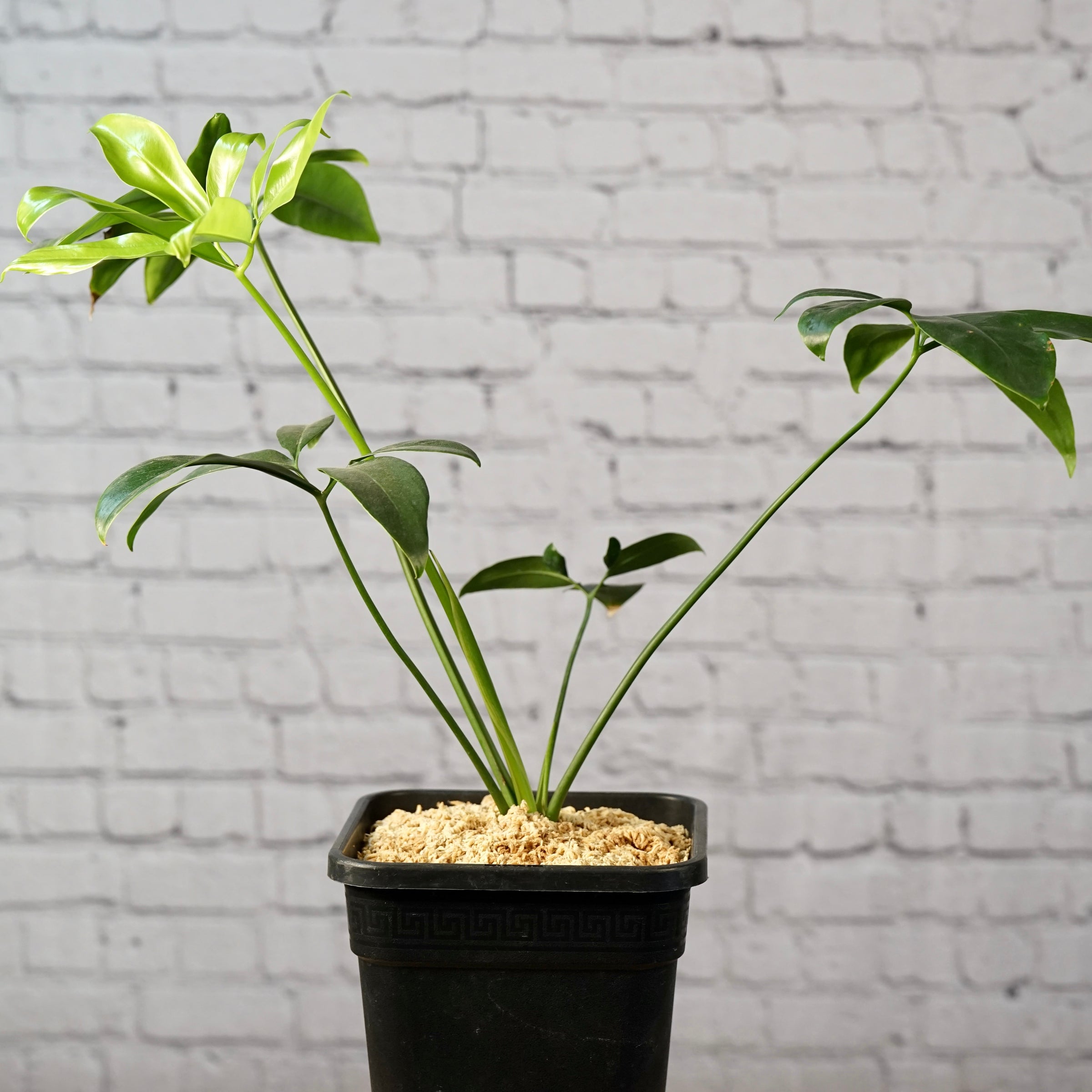 philodendron whipple Philodendron Whipple Way