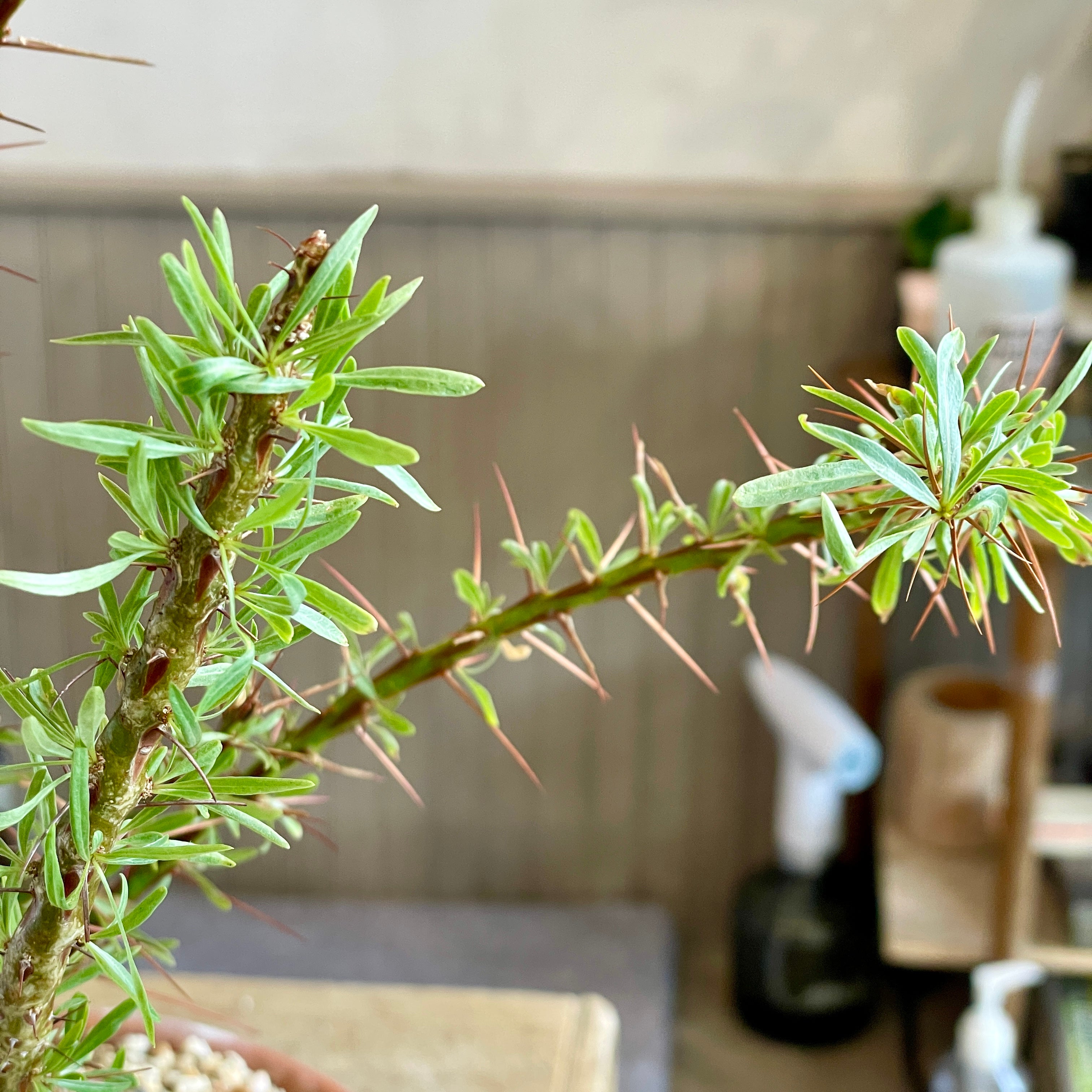 Fouquieria purpusii specimen plant | Cloud-Hidden Plants