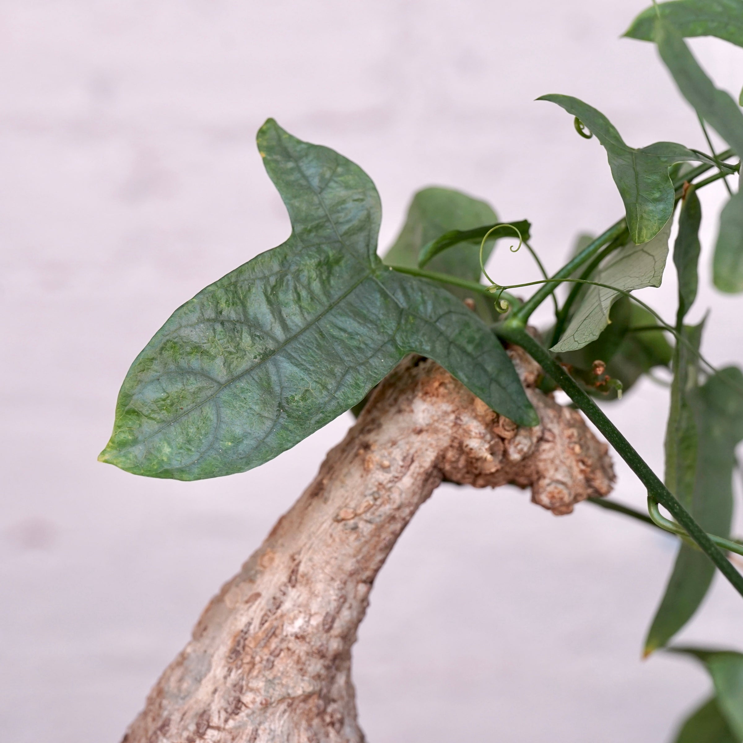 Adenia viridiflora | Cloud-Hidden Plants - Houseplants, Succulent