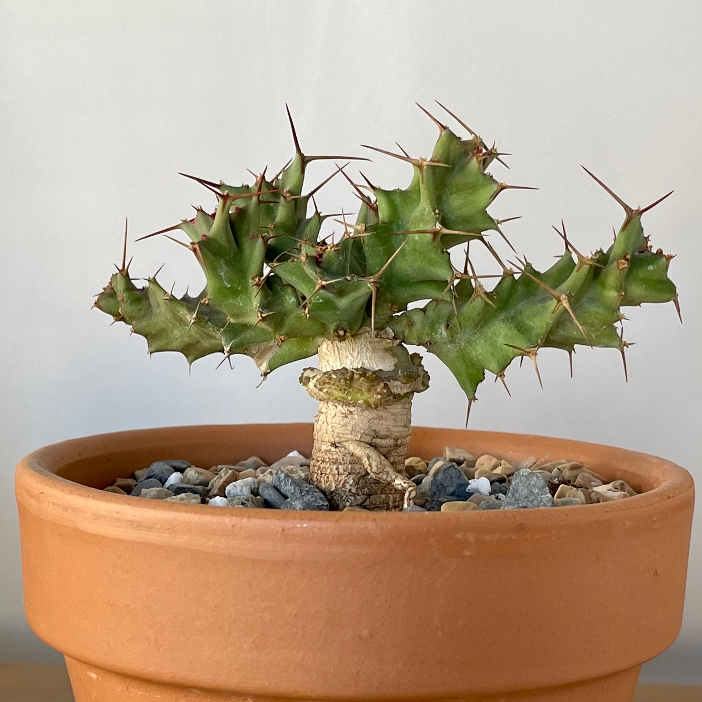Euphorbia Clavigera | Cloud-Hidden Plants - Houseplants, Succulent