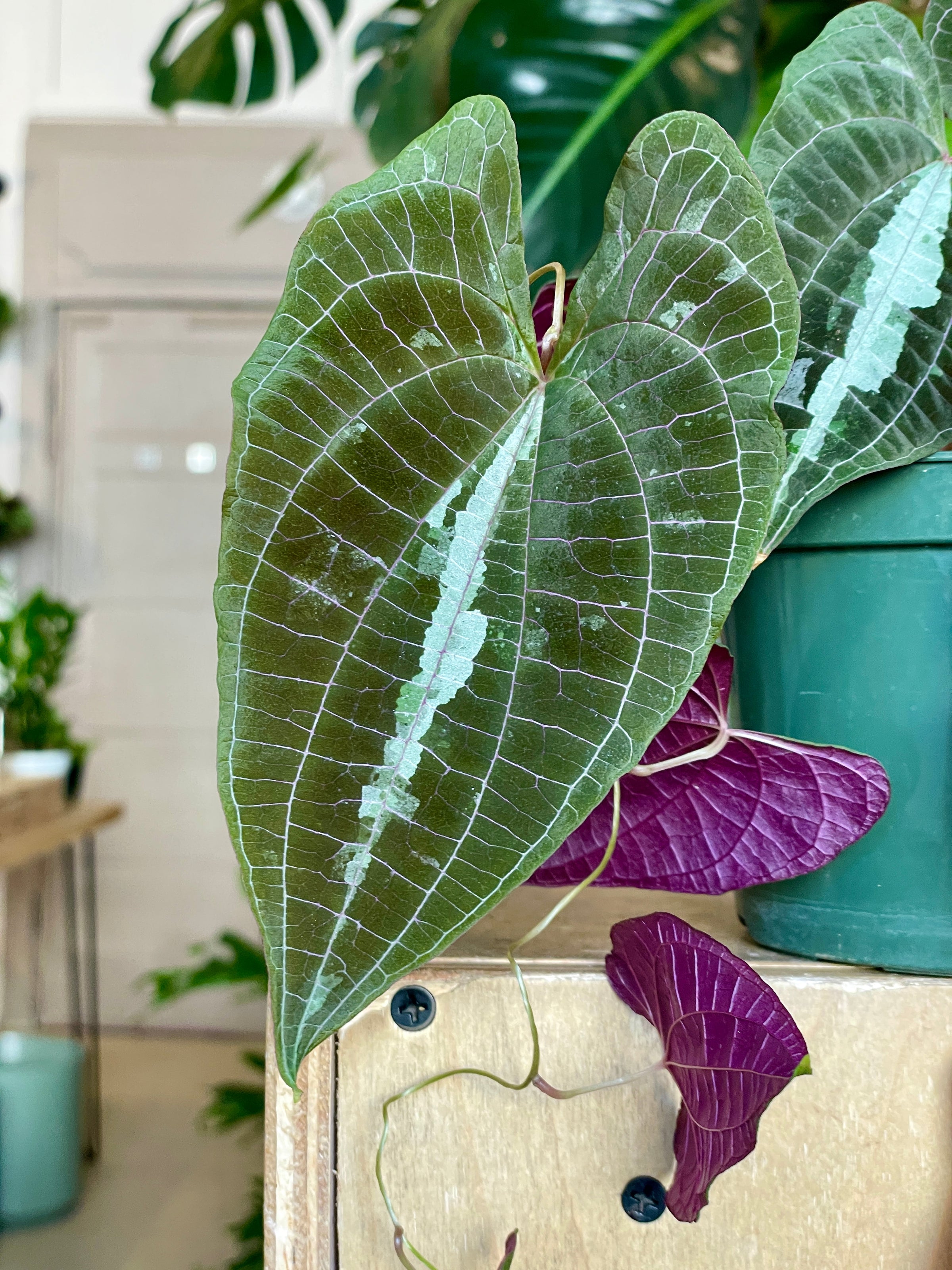 Dioscorea discolor | Cloud-Hidden Plants - Houseplants, Succulent