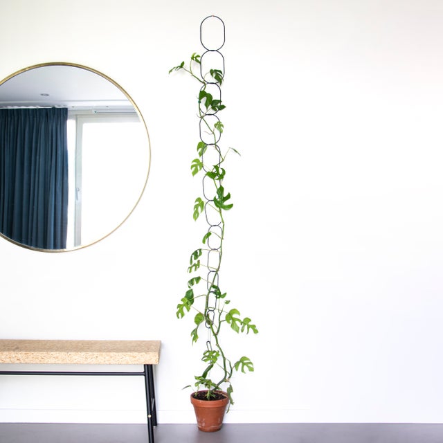 where to buy money tree Money Tree