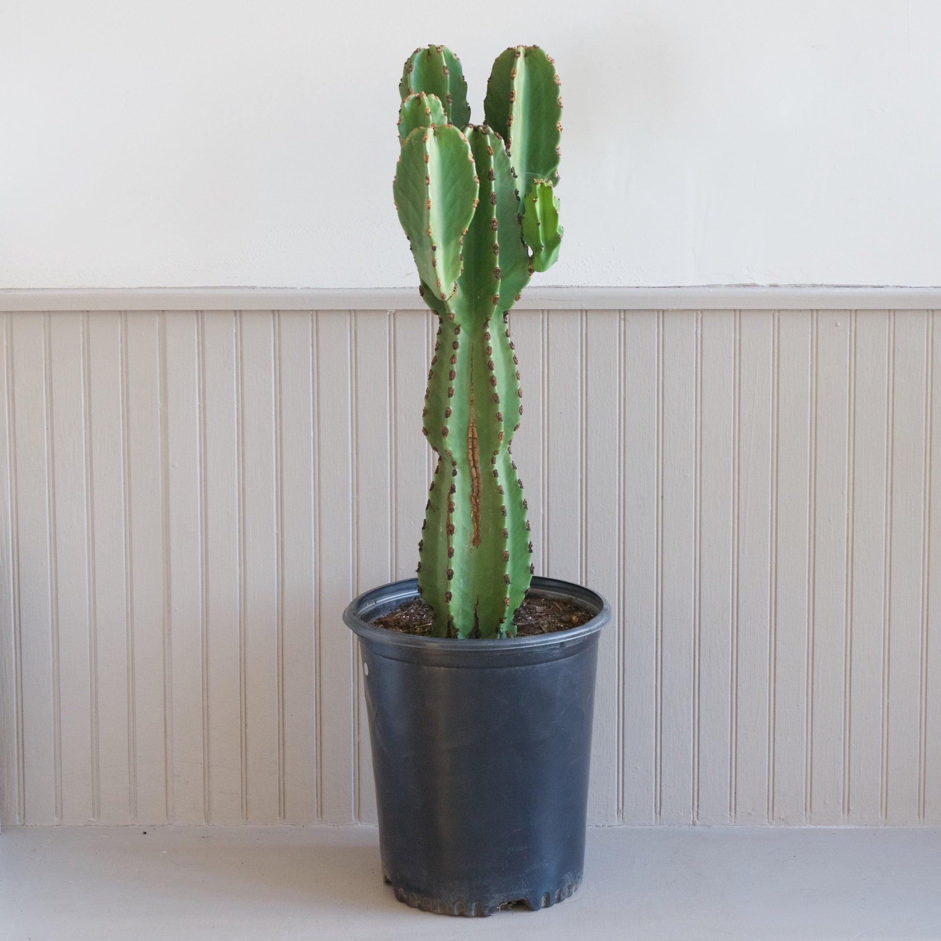 Euphorbia Ingens | Cloud-Hidden Plants - Houseplants, Succulent Bonsai &  Caudex San Francisco