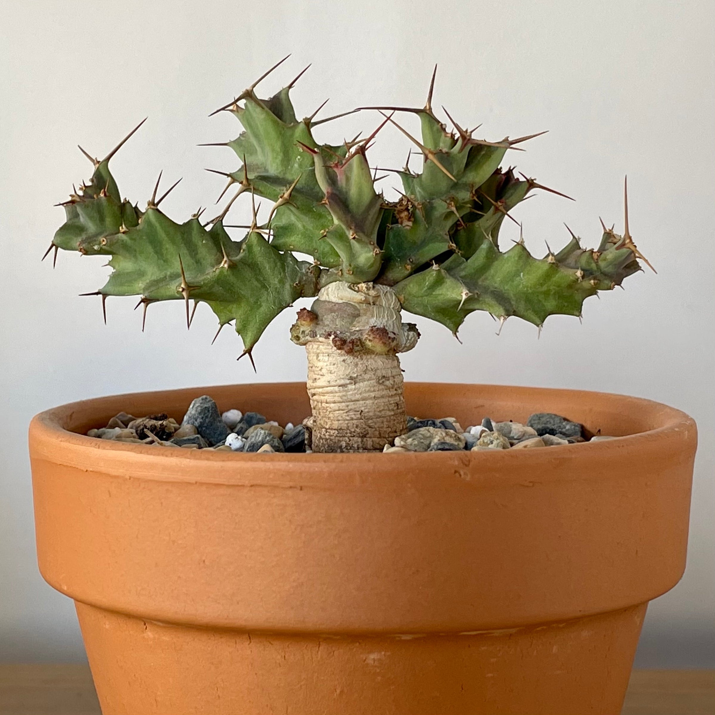 Euphorbia Clavigera | Cloud-Hidden Plants - Houseplants, Succulent