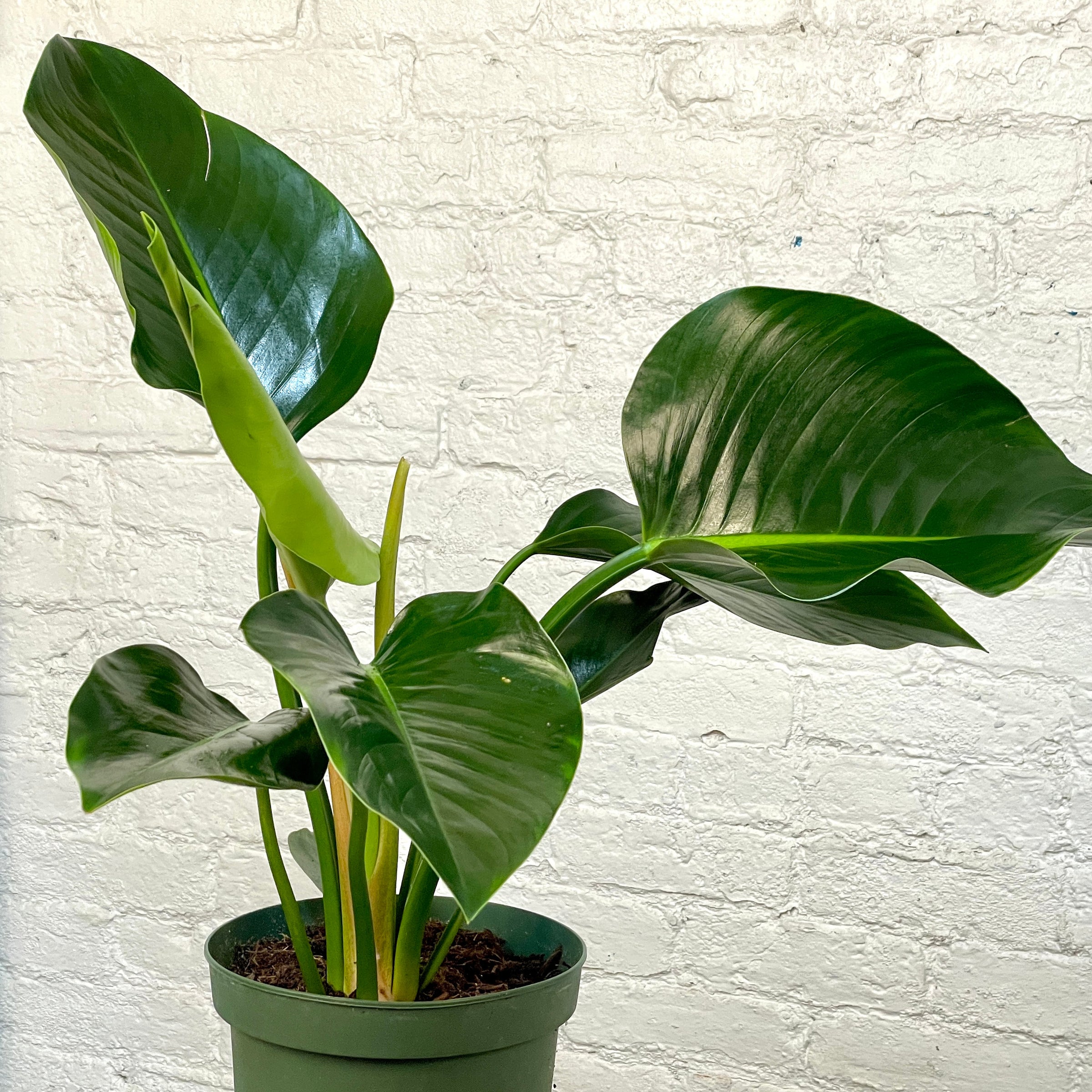 ivy home plant English Ivy Globe - Live Plant in a 6 Inch Growers Pot main image 0