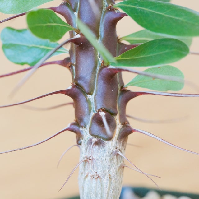 Caudex Plants | Cloud-Hidden Plants - Houseplants, Succulent