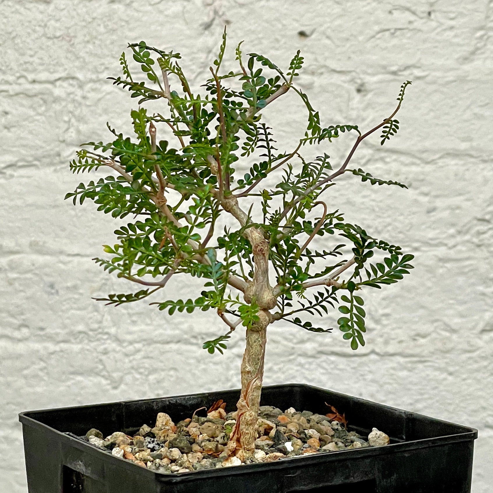 オペルクリカリアパキプスOperculicarya pachypus Operculicarya pachypus | Cloud-Hidden Plants - Houseplants