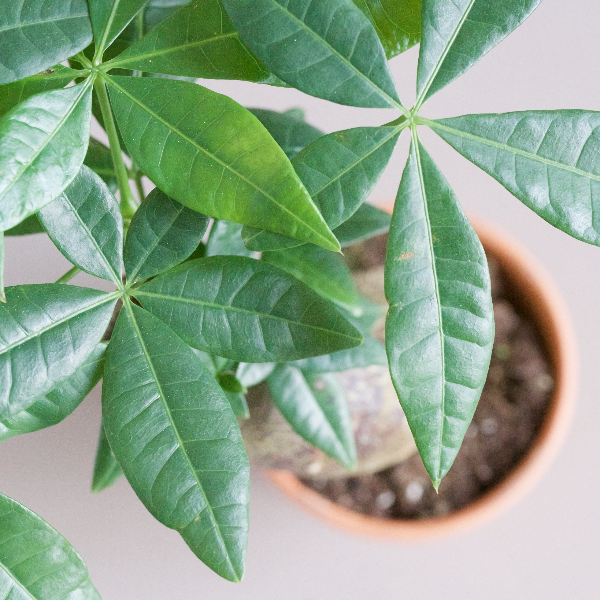 organic plant food for indoor plants Indoor Plant Fertilizer - Best Fertilizer for Plants