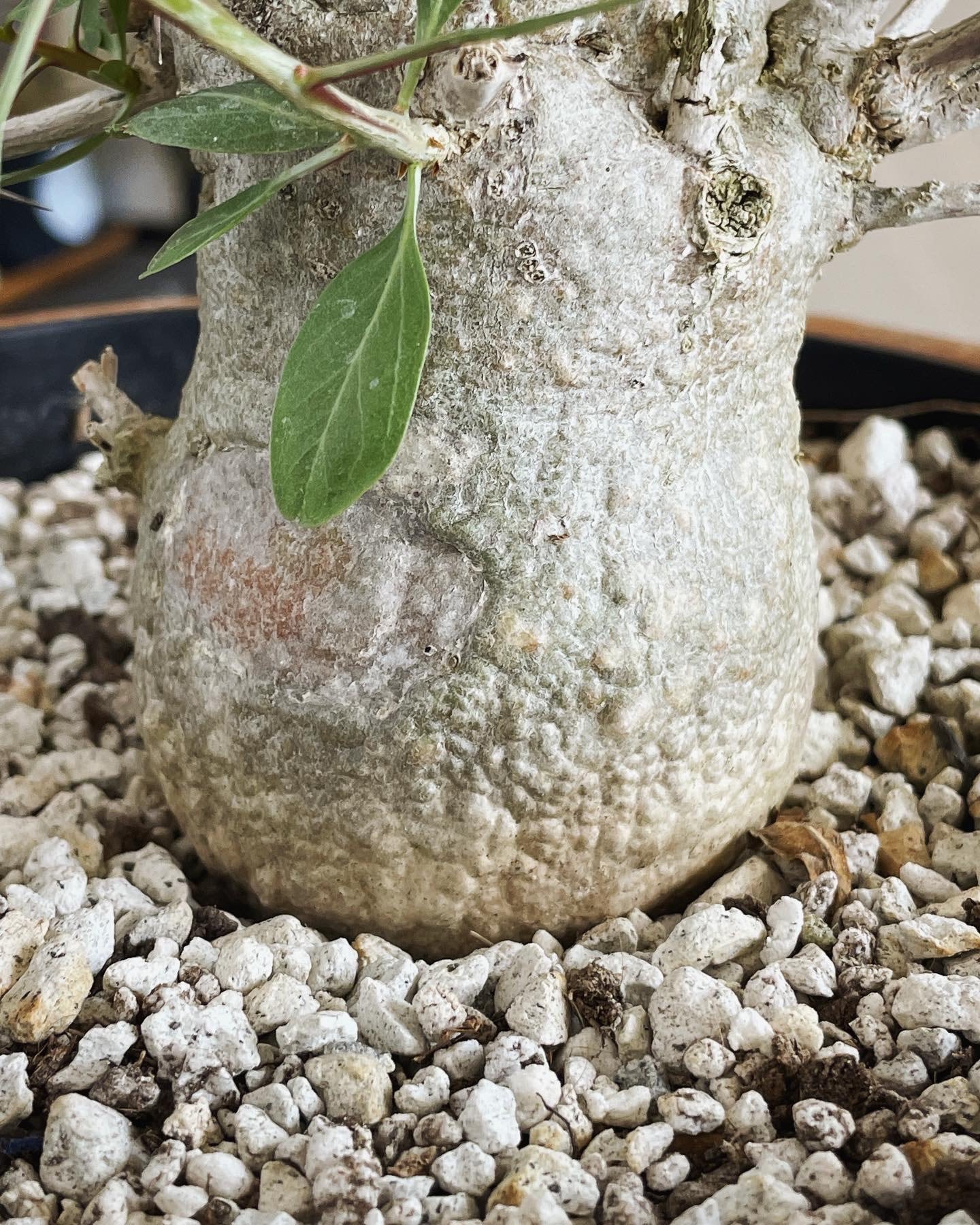 Large Boojum Fouquieria columnaris - 8 Inch Pot | Cloud-Hidden