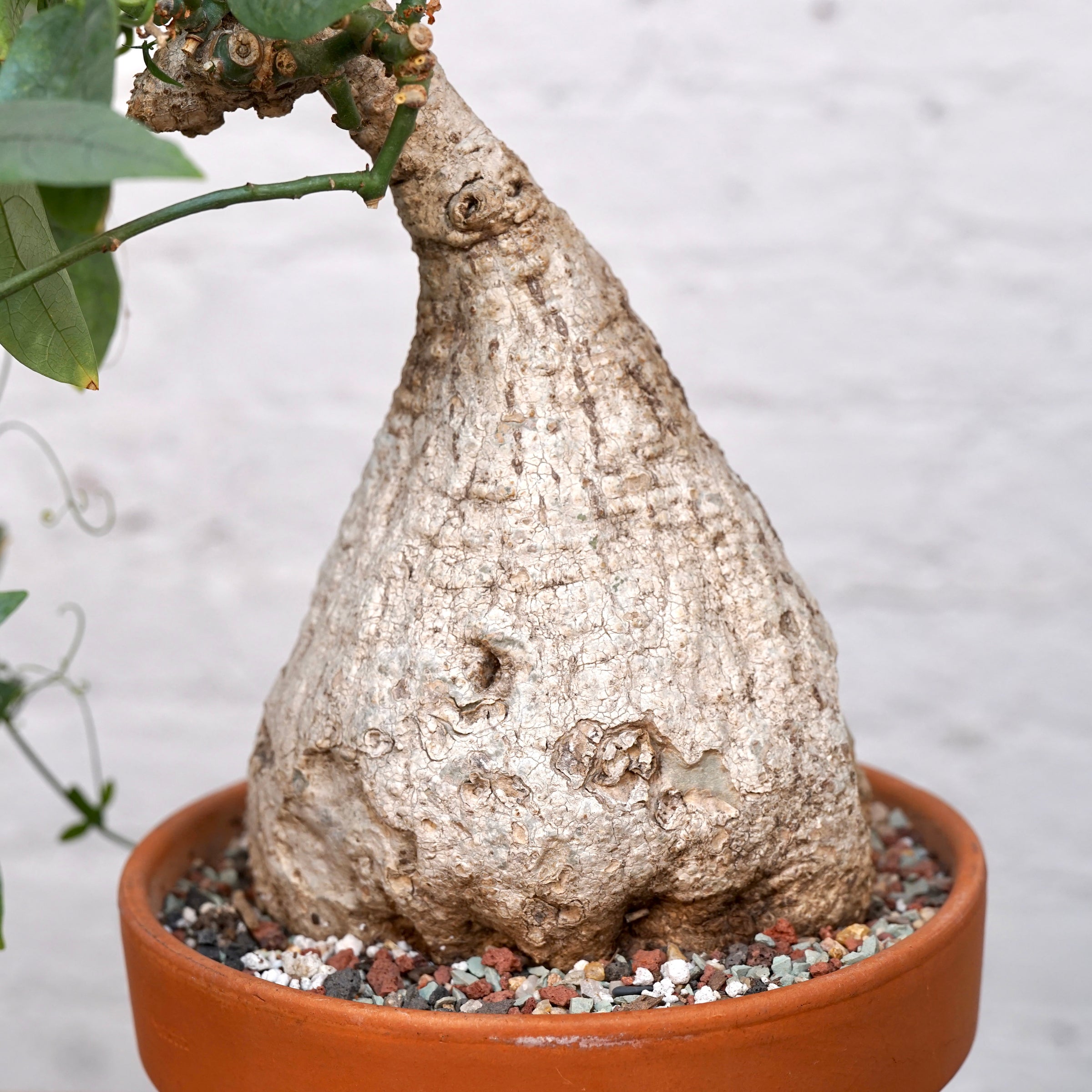 その他観葉植物 Adenia Viridiflora Adenia viridiflora | Cloud-Hidden Plants - Houseplants, Succulent