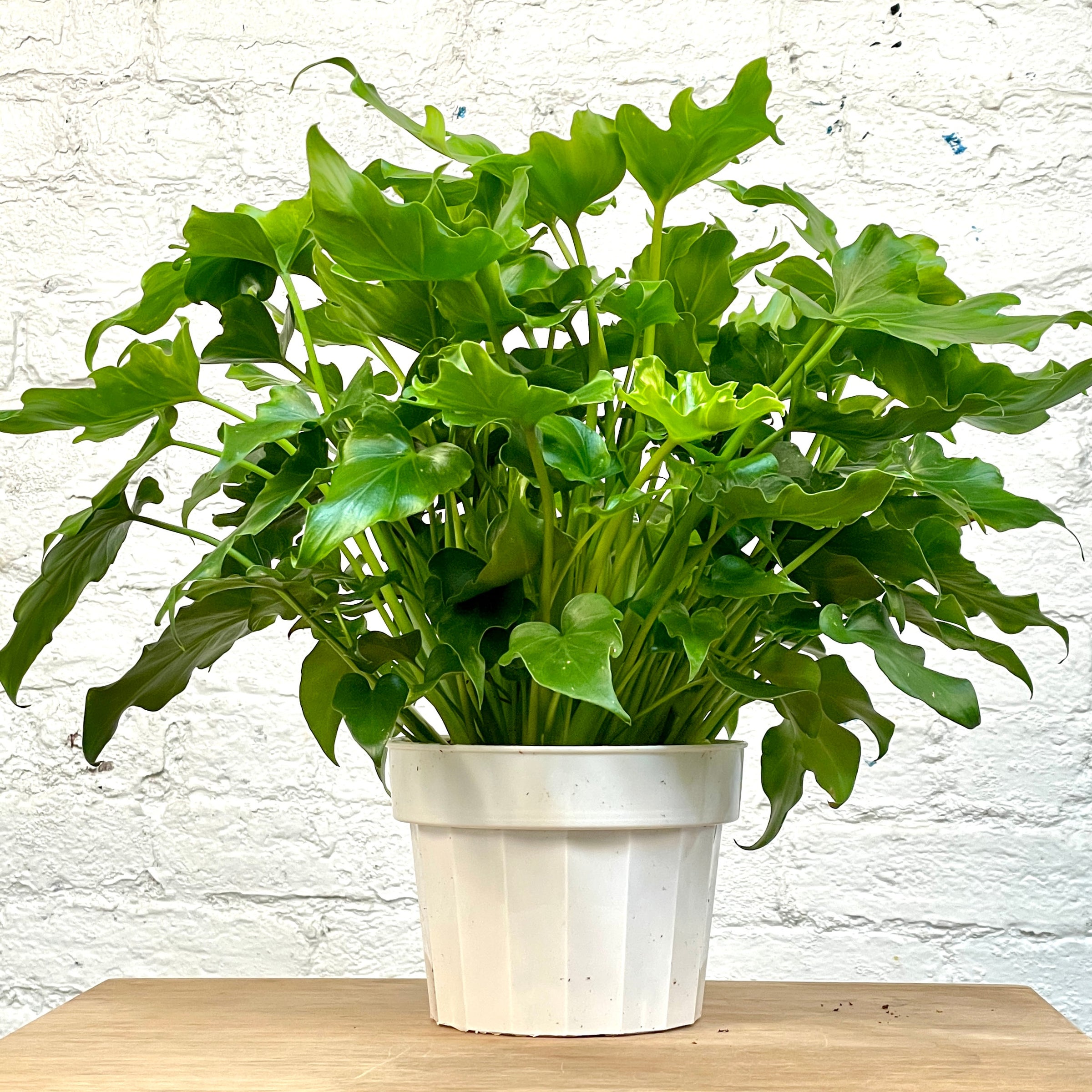 Philodendron Hope / Lickety Split - Philodendron Selloum - Tree Philodendron  | Cloud-Hidden Plants - Houseplants, Succulent Bonsai & Caudex San Francisco