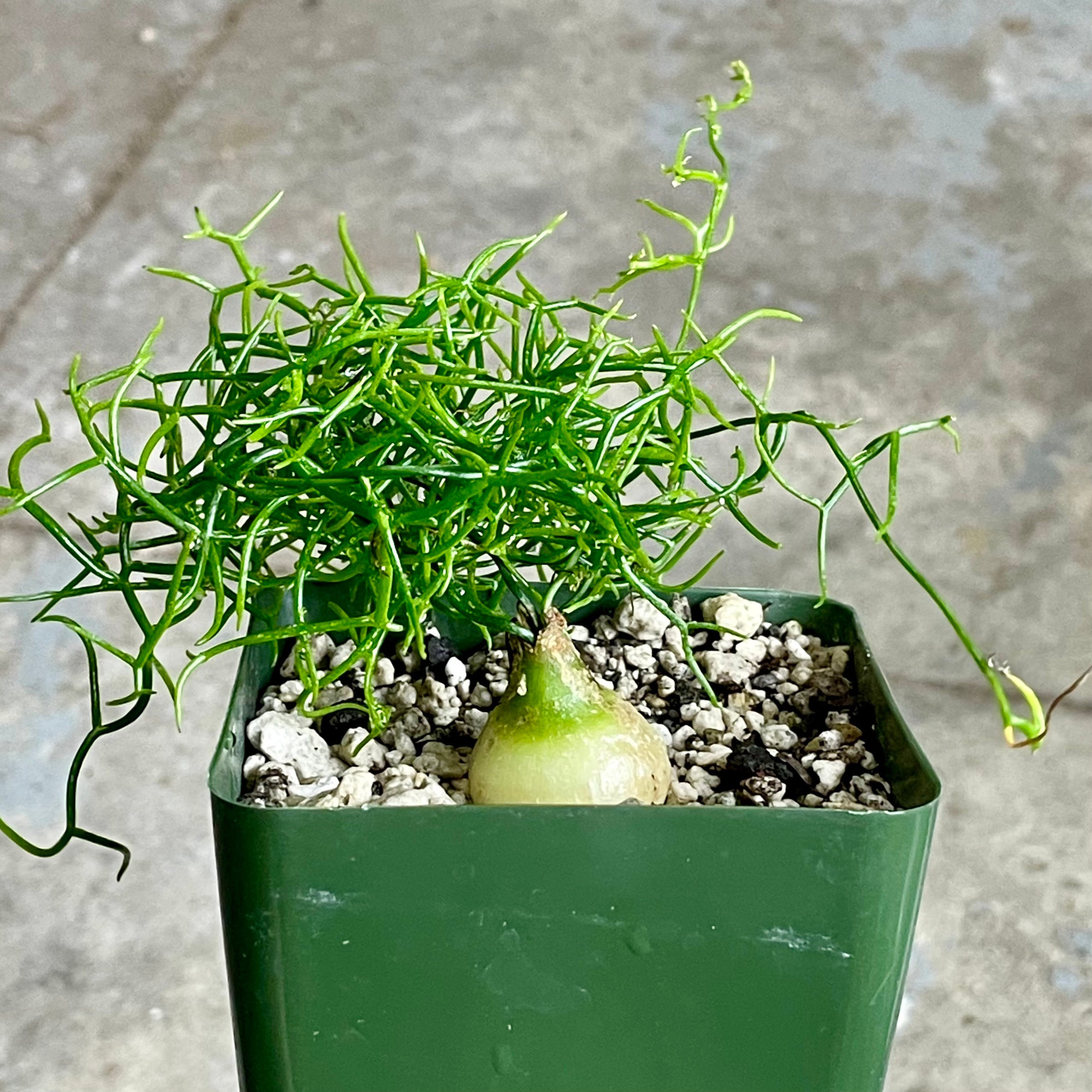 buy cherry plant Rainier Cherry Tree main image 0