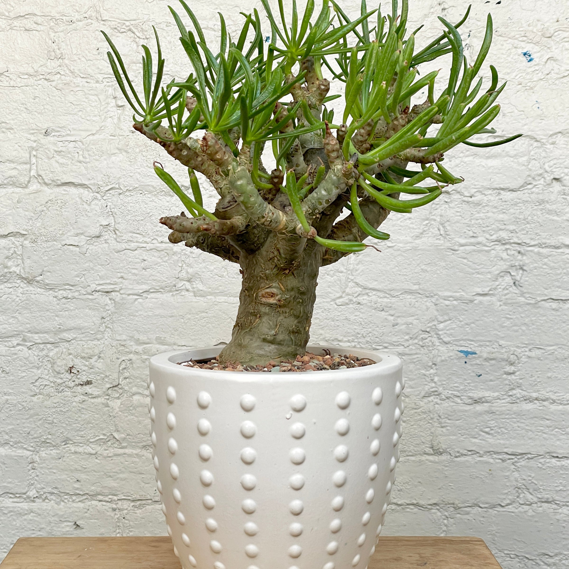 Tylecodon paniculatus v. dinterii | Cloud-Hidden Plants