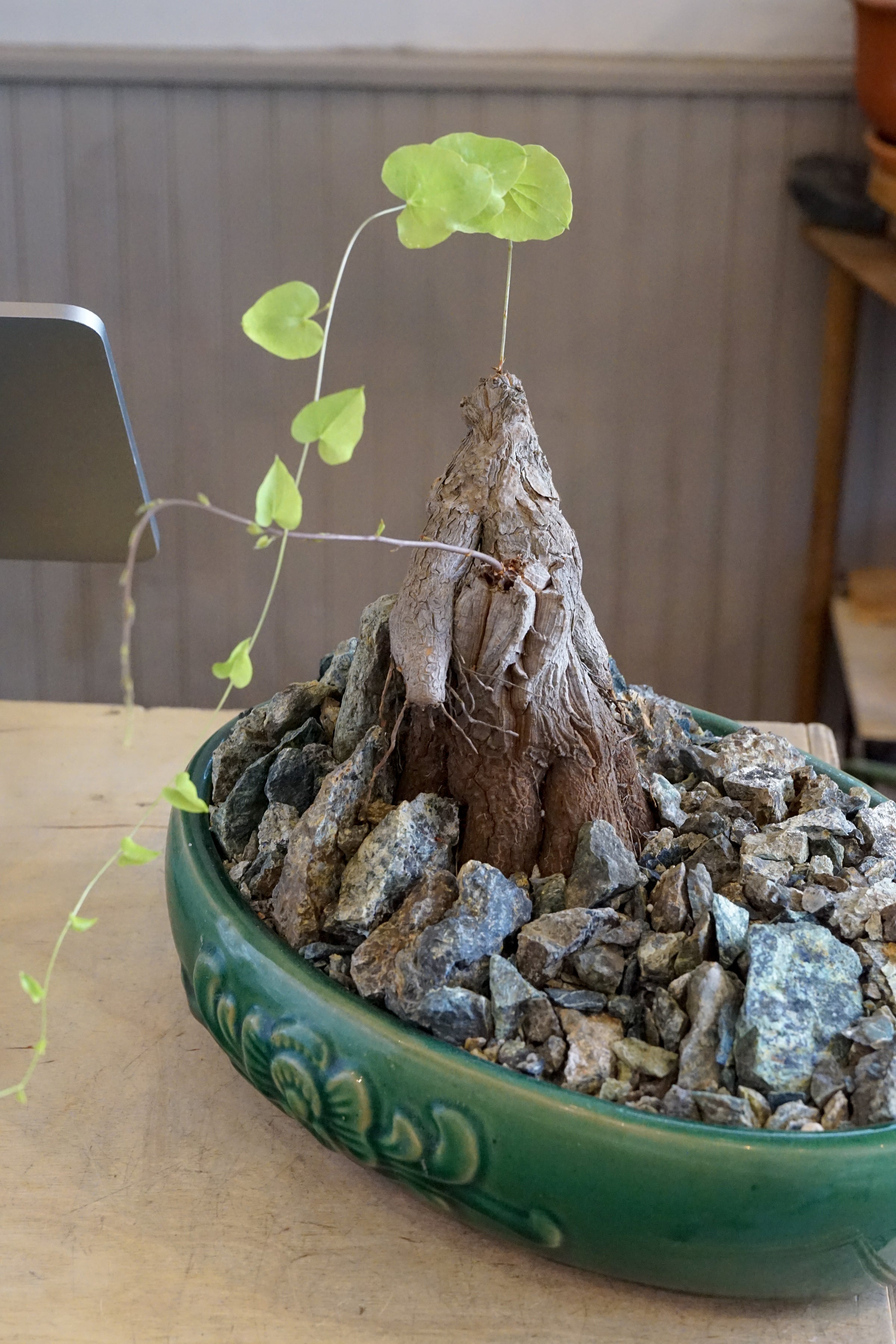 Dioscorea hemicrypta double headed specimen | Cloud-Hidden Plants
