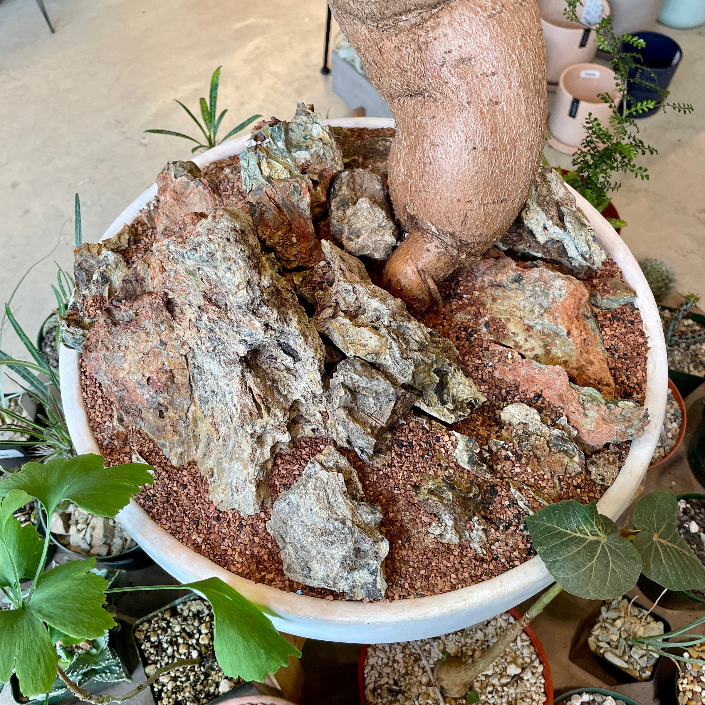 Sculptural Queensland Bottle Tree in low white bowl - Brachychiton  rupestris | Cloud-Hidden Plants - Houseplants, Succulent Bonsai & Caudex  San Francisco