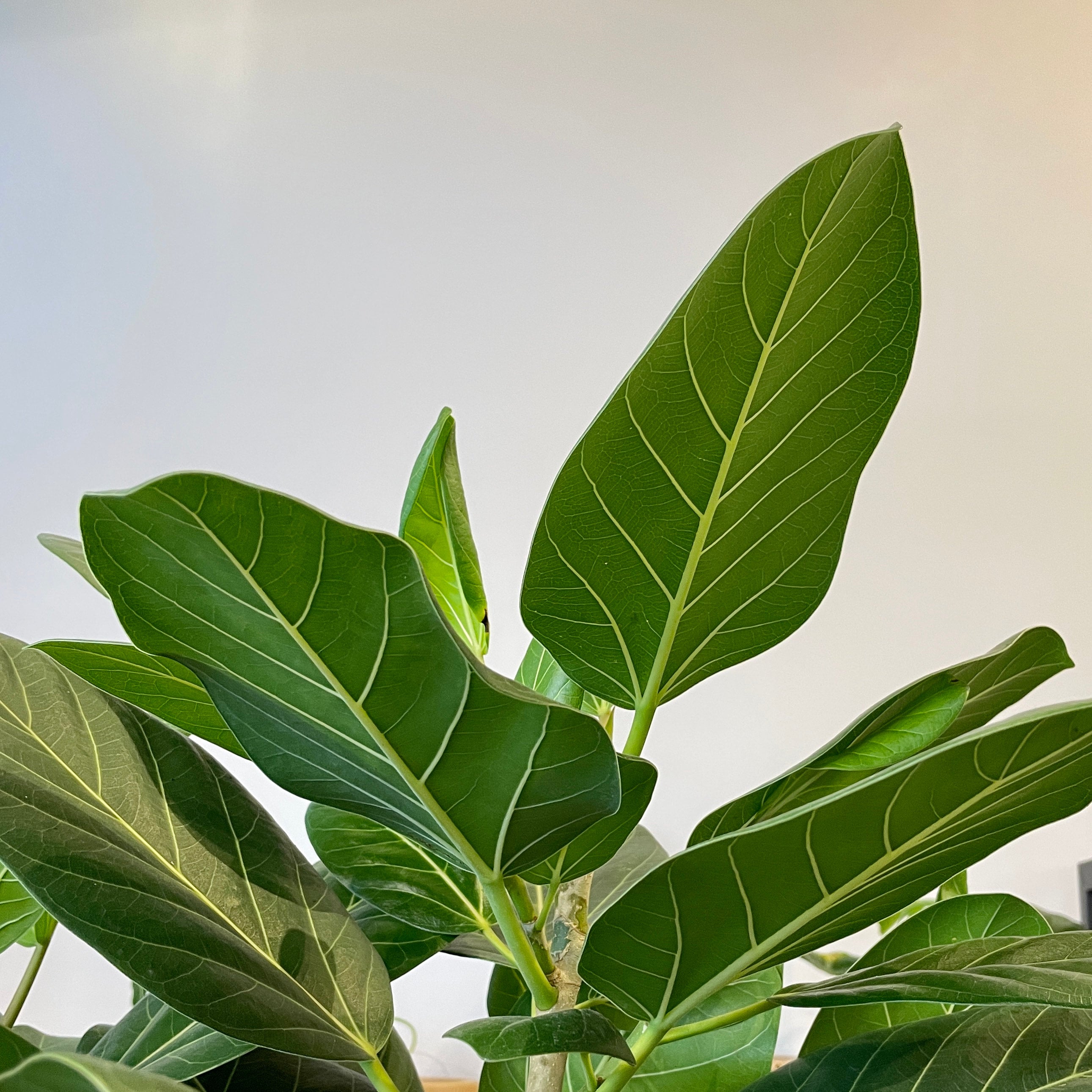 Larger Ficus Audrey | Cloud-Hidden Plants - Houseplants, Succulent Bonsai &  Caudex San Francisco