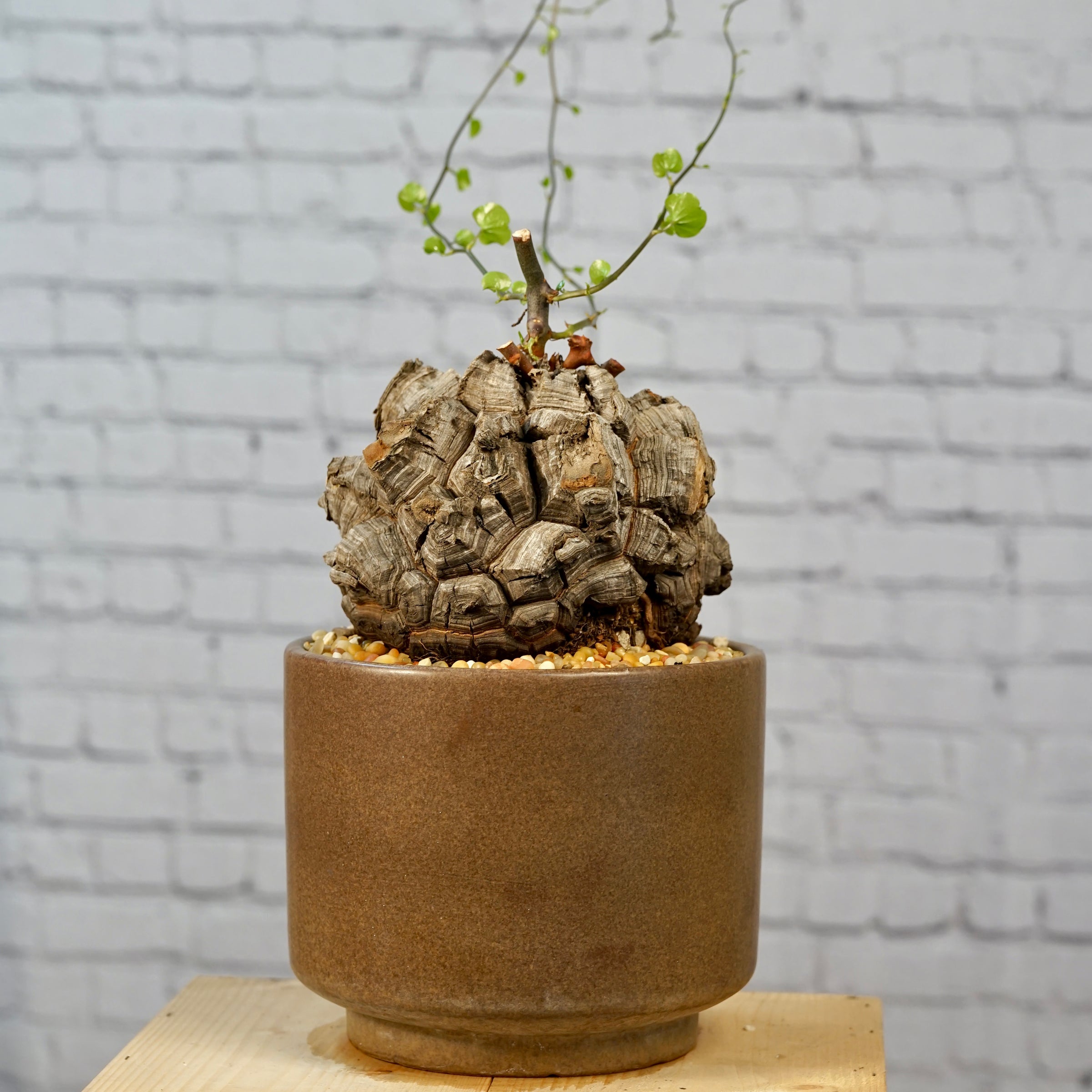 その他 Ozwrt Dioscorea Elephantipes Monoclonius Dioscorea elephantipes - Very large specimen | Cloud-Hidden Plants