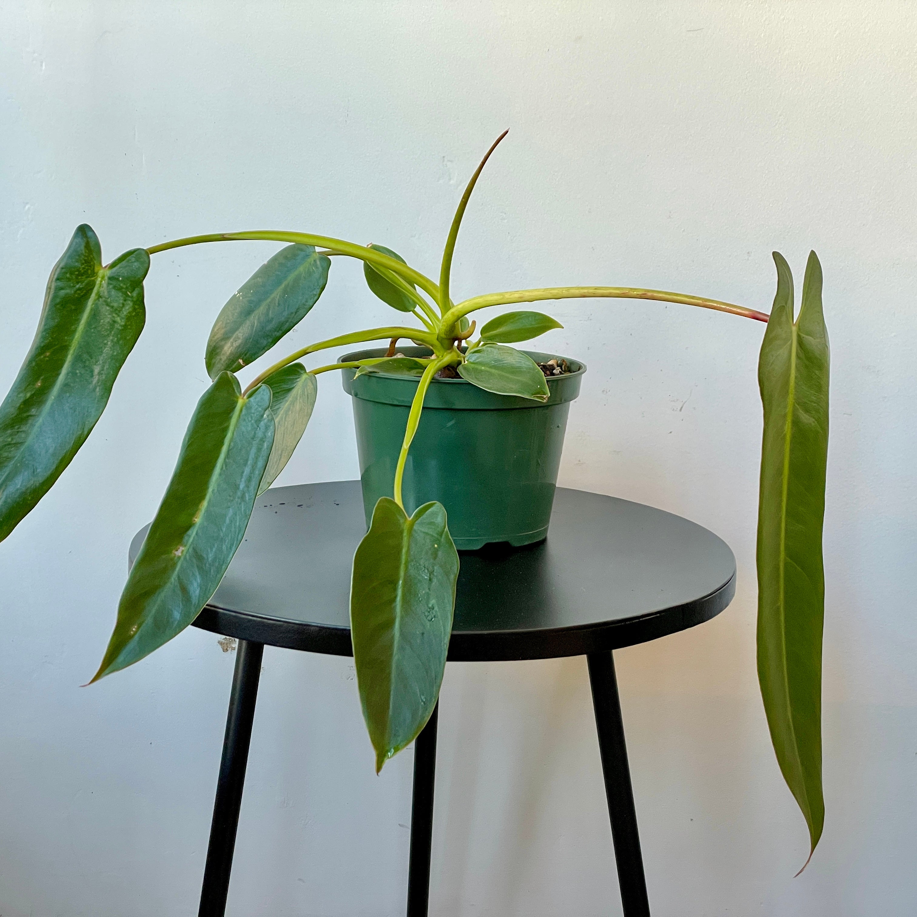 Philodendron spiritus-sancti | Cloud-Hidden Plants - Houseplants, Succulent  Bonsai & Caudex San Francisco