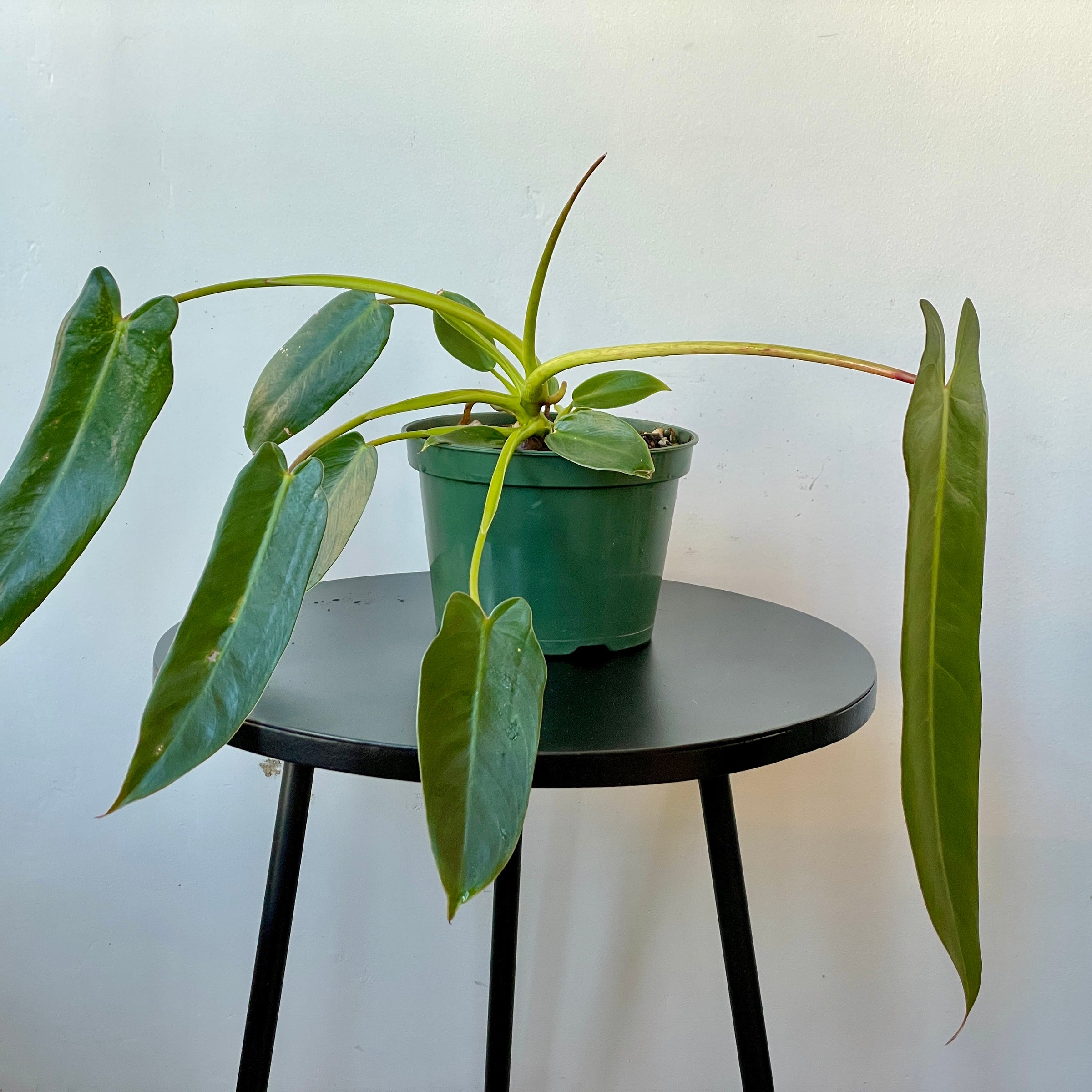 Philodendron spiritus-sancti | Cloud-Hidden Plants - Houseplants