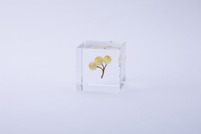 Sola Cubes | Cloud-Hidden Plants - Houseplants, Succulent Bonsai Sola Cubes | Cloud-Hidden Plants - Houseplants, Succulent Bonsai