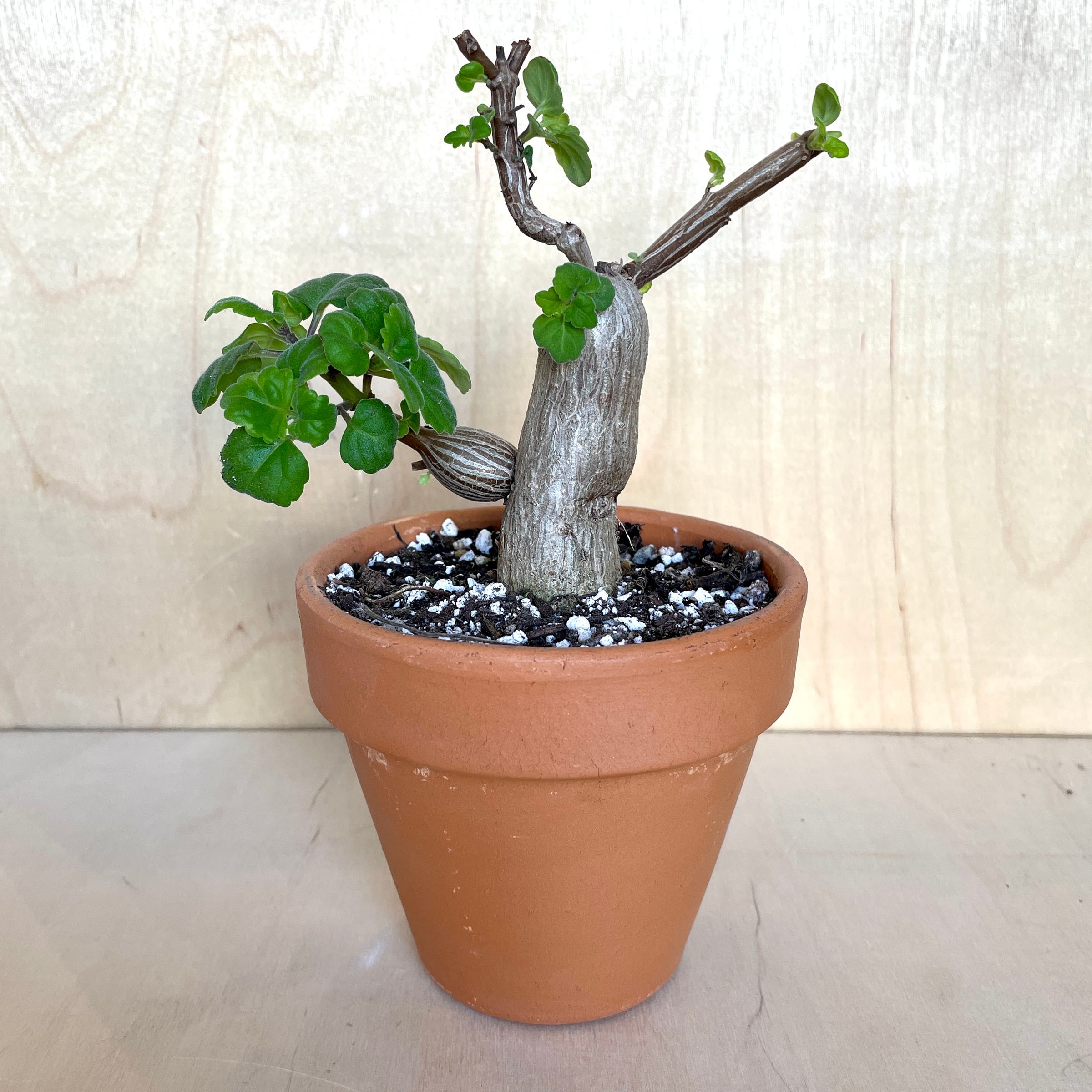Plectranthus ernstii (Bonsai Mint)