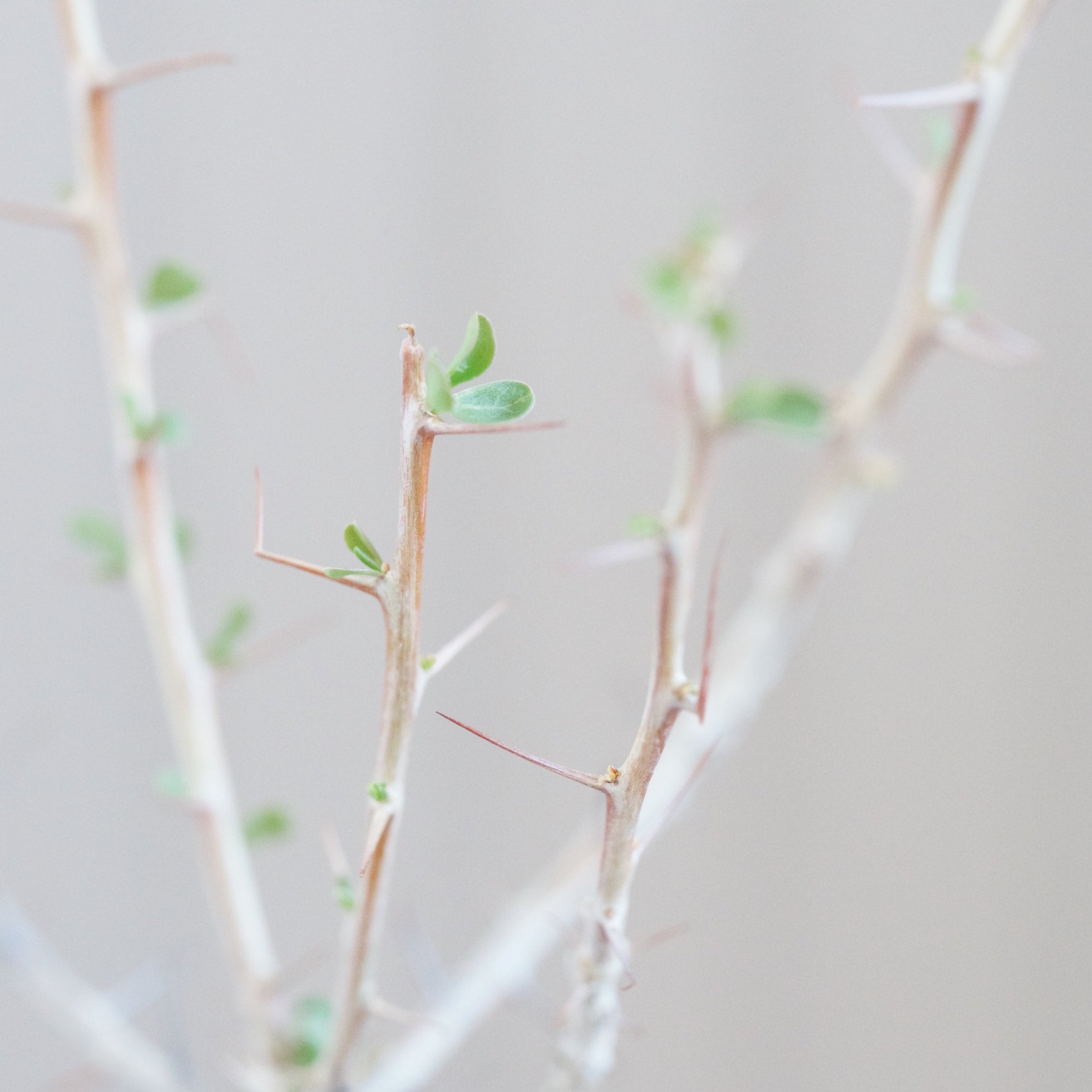 Fouquieria columnaris - Boojum Tree | Cloud-Hidden Plants