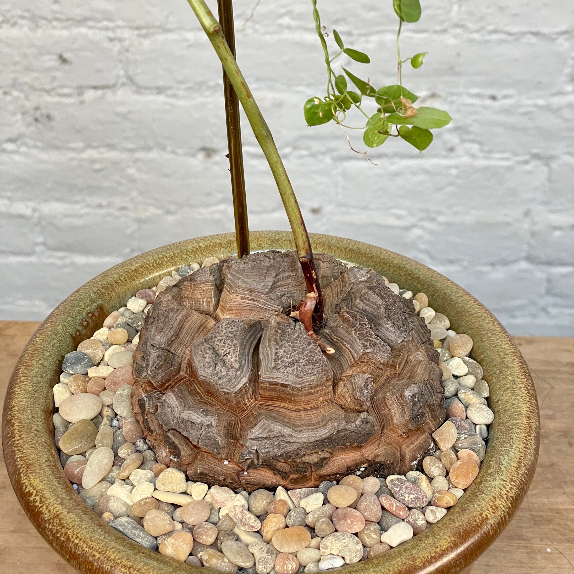 Dioscorea Elephantipes (Plant XXL5) | Cloud-Hidden Plants