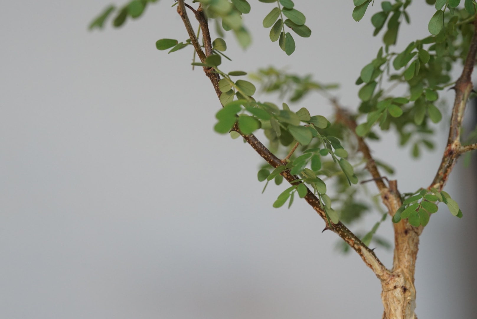 Acacia Burkei Bonsai | Cloud-Hidden Plants - Houseplants, Succulent Bonsai  & Caudex San Francisco