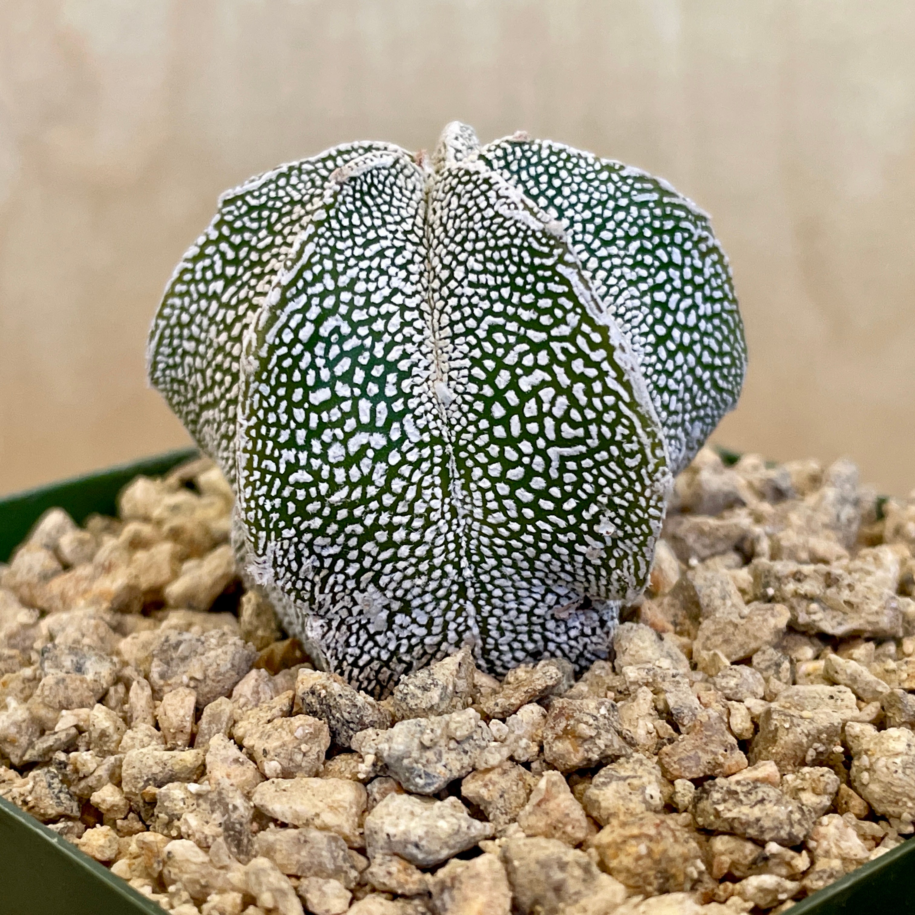 Astrophytum myriostigma cv. Onzuka | Cloud-Hidden Plants