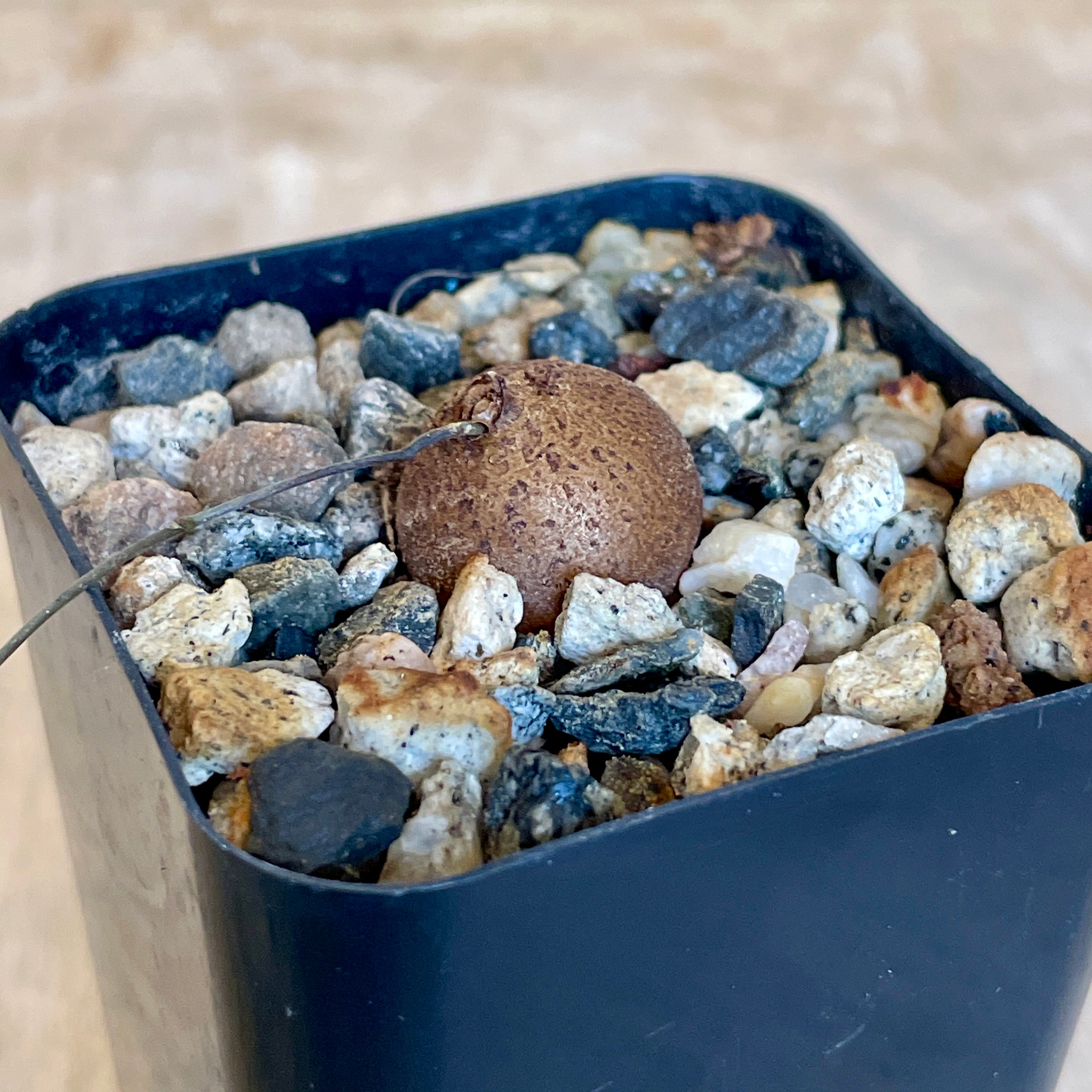 その他 Ozwrt Dioscorea Elephantipes Monoclonius Buy 'Dioscorea elephantipes - Elephants Foot Succulent' For Sale