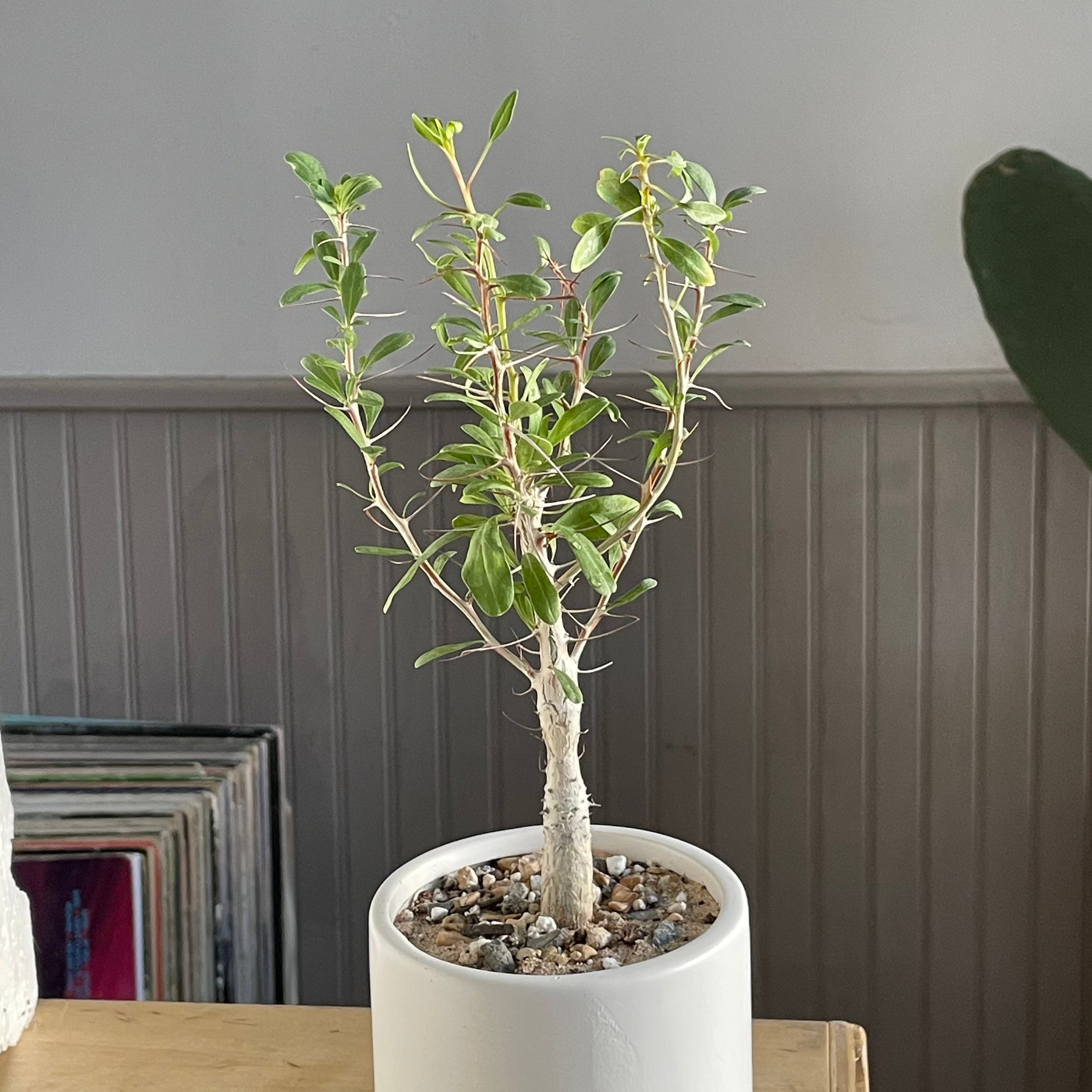 Fouquieria columnaris - Boojum Tree | Cloud-Hidden Plants