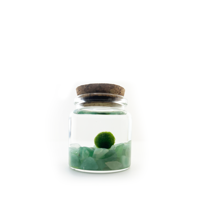 Moss Amigos Marimos | Cloud-Hidden Plants - Houseplants, Succulent